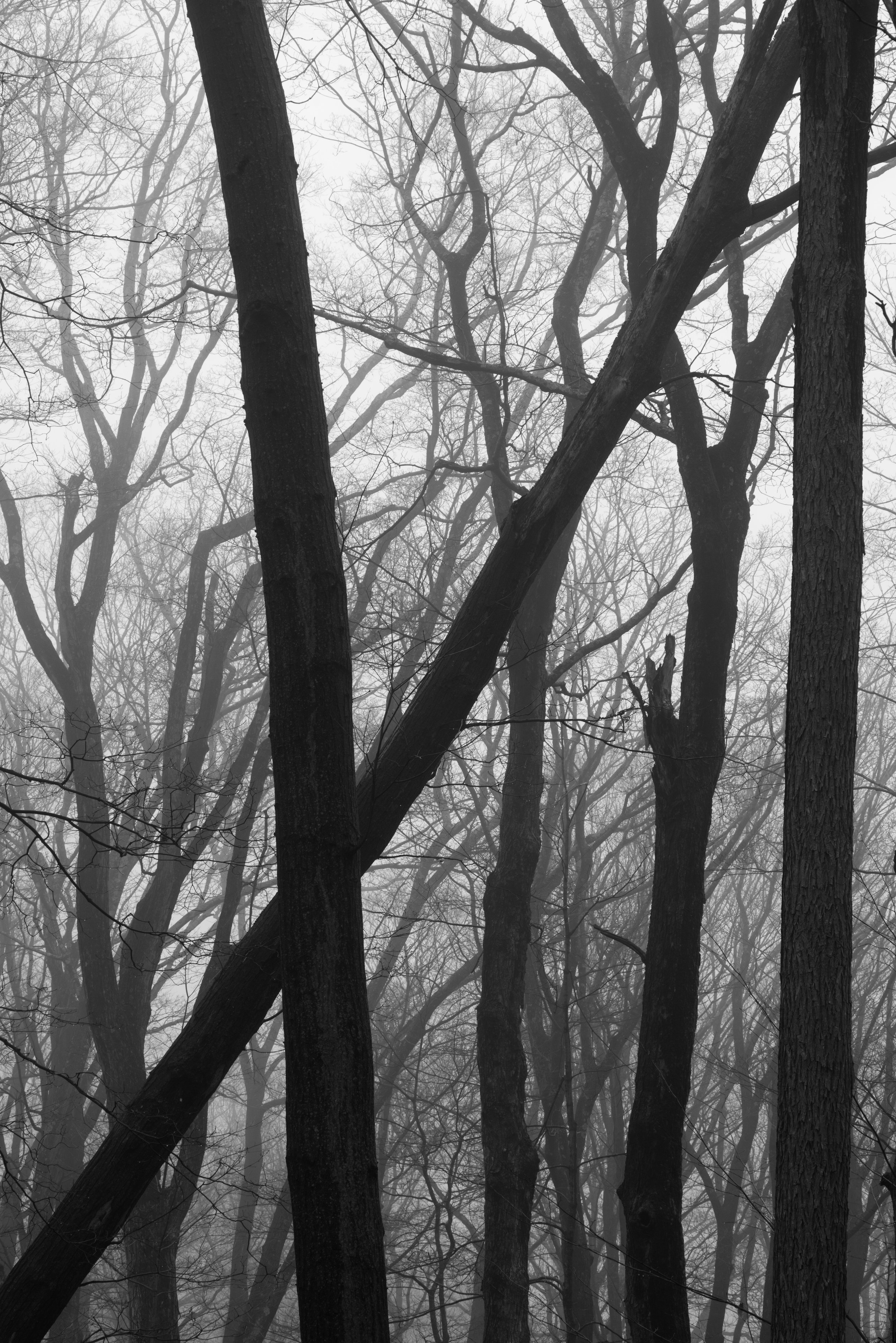 angled trees in fog.jpg