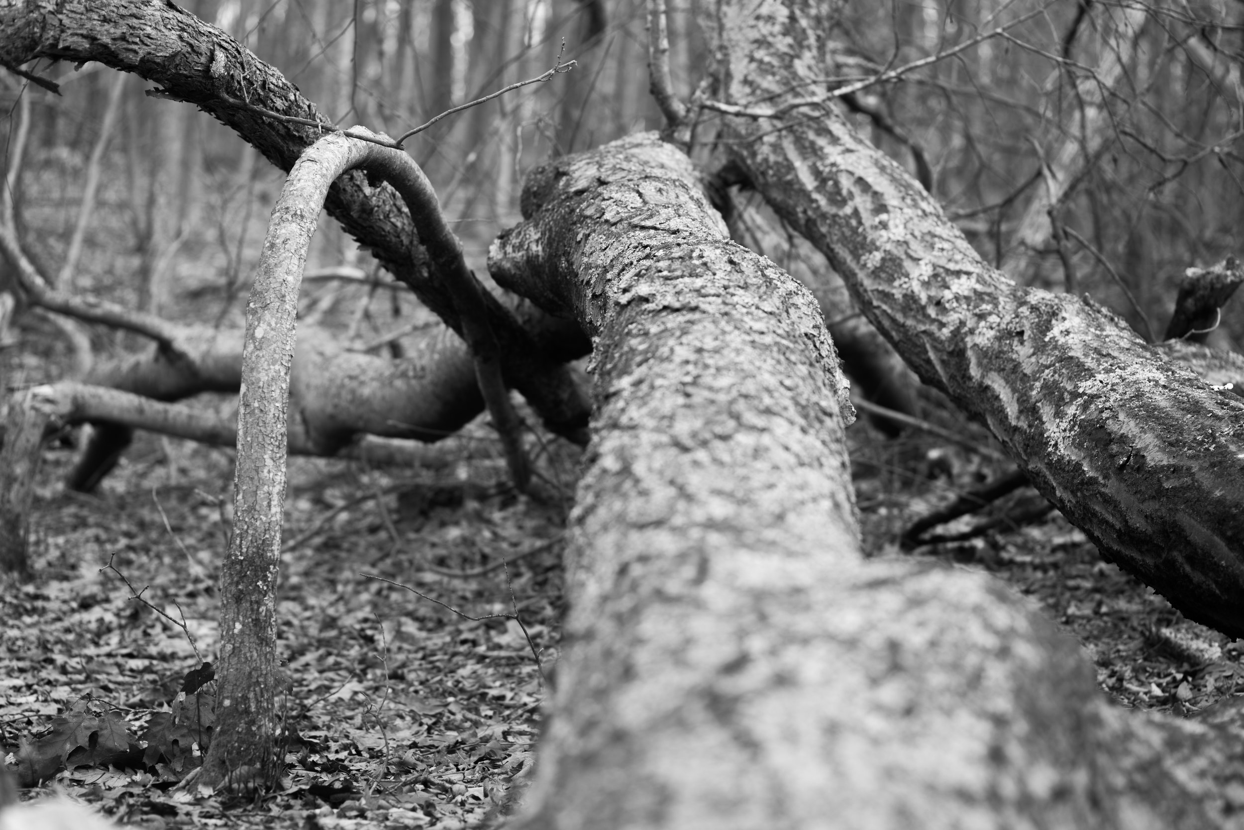 fallen and bent trees.jpg