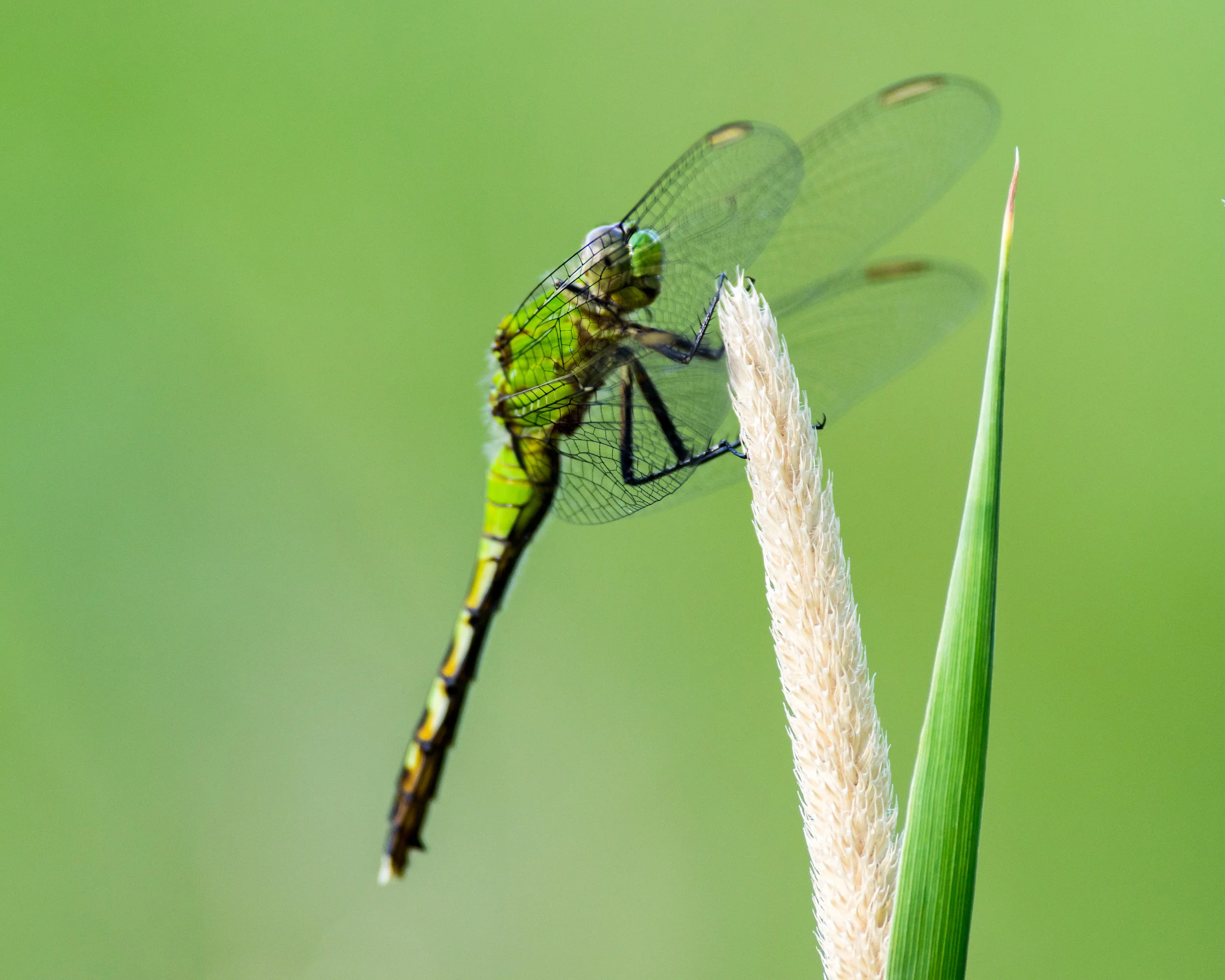 dragonfly_wings.jpg