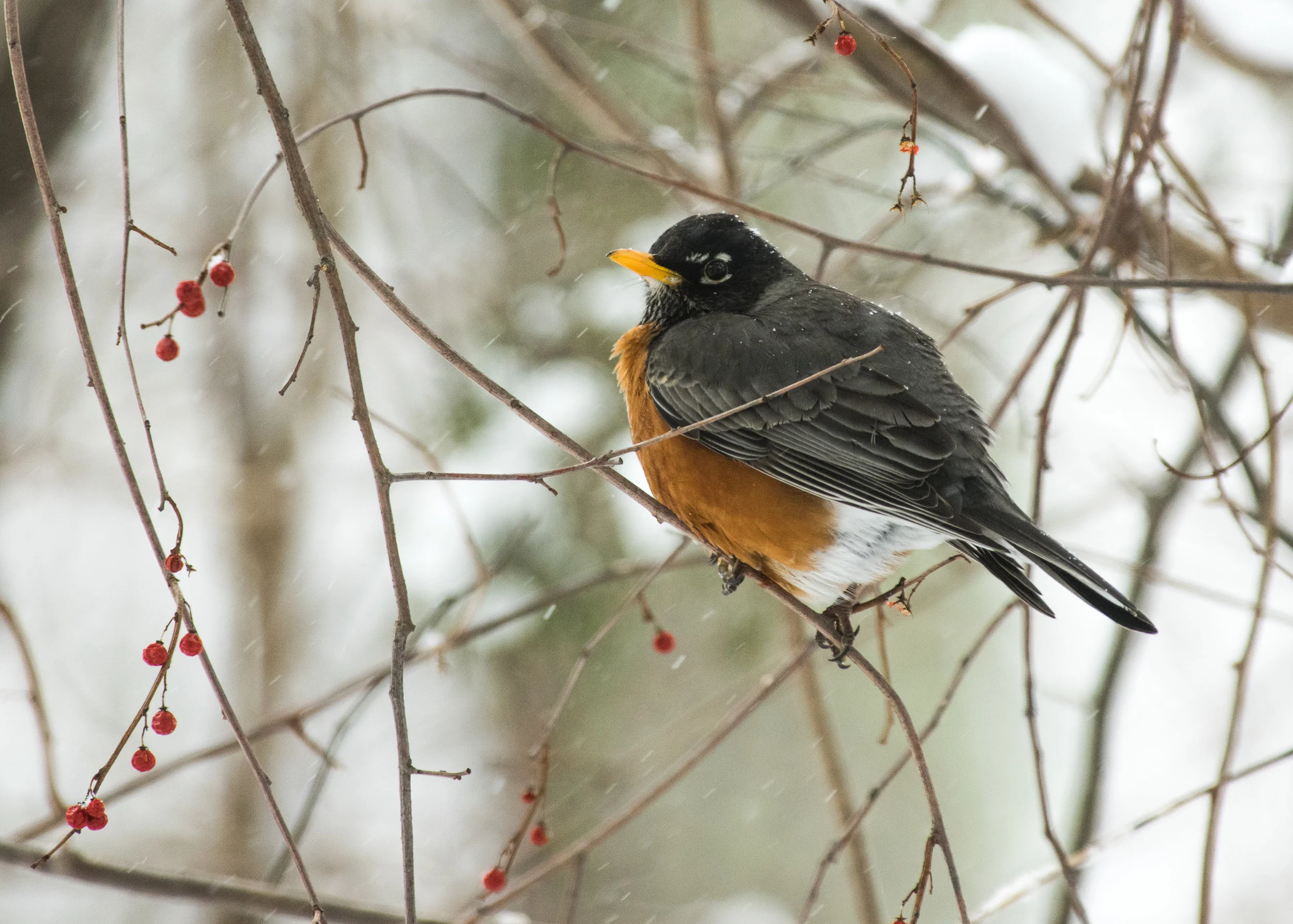 robin in snow.jpg