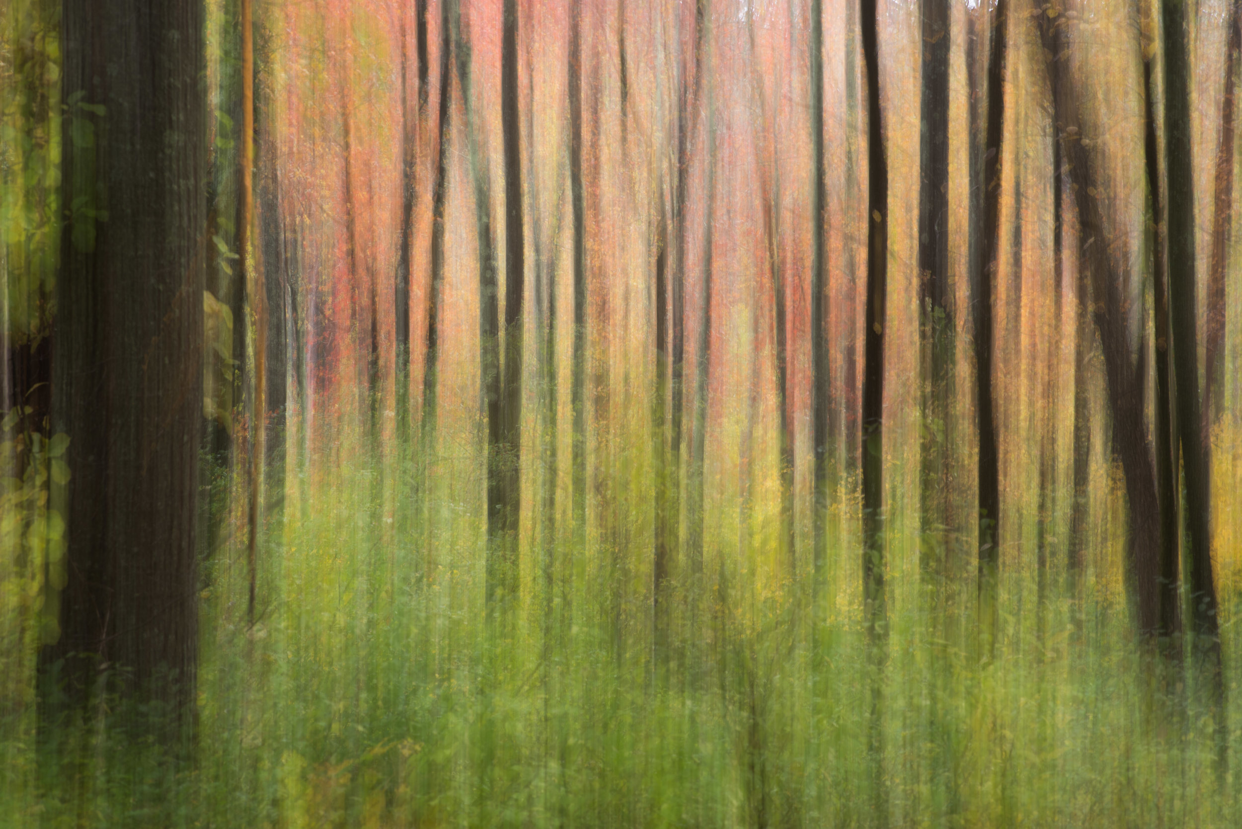 green and red dreamy forest.jpg