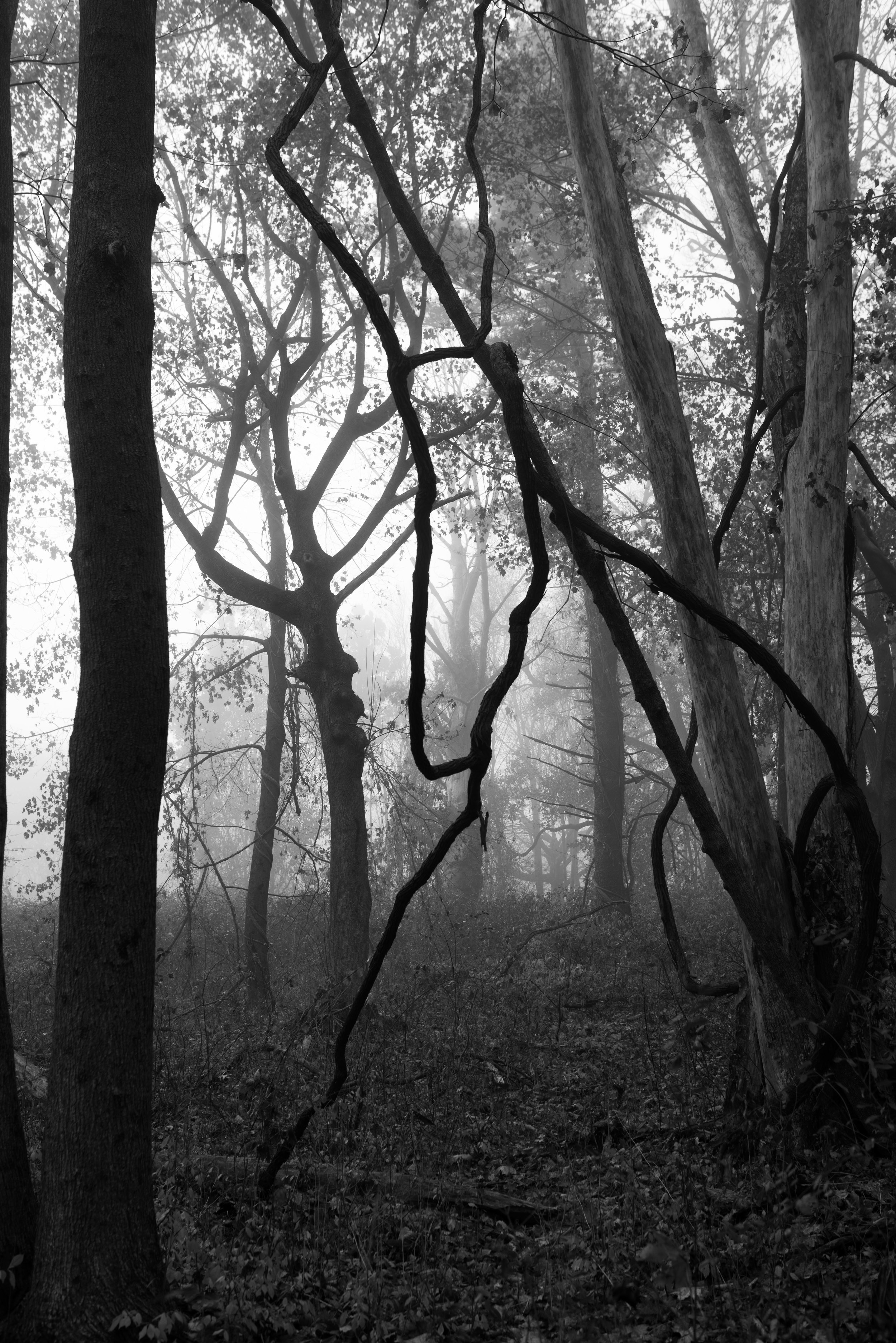 forest vine fog.jpg