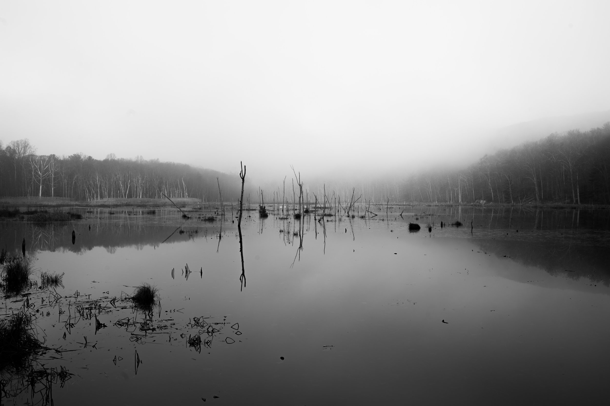 Foggy Reflections