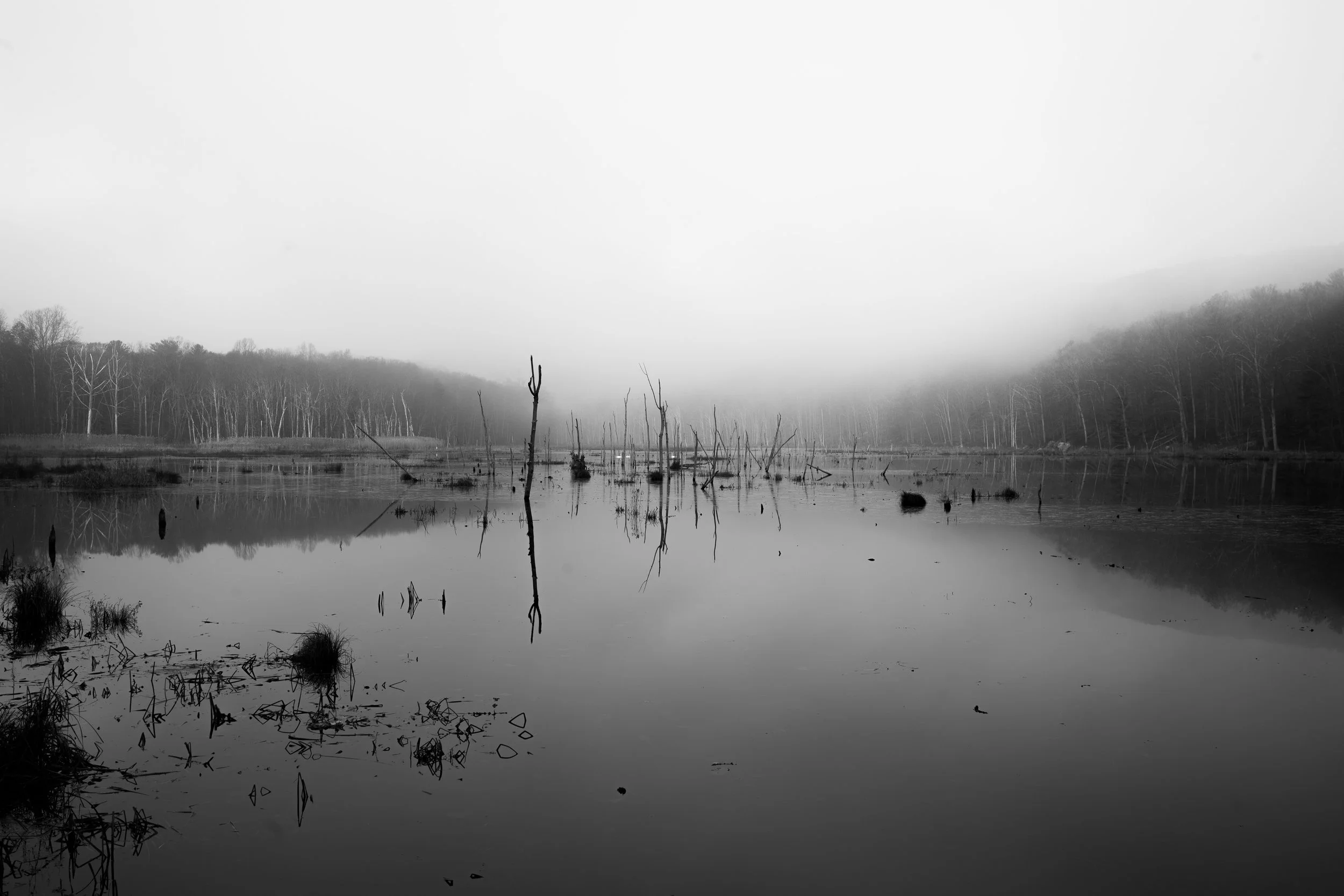 Foggy Reflections