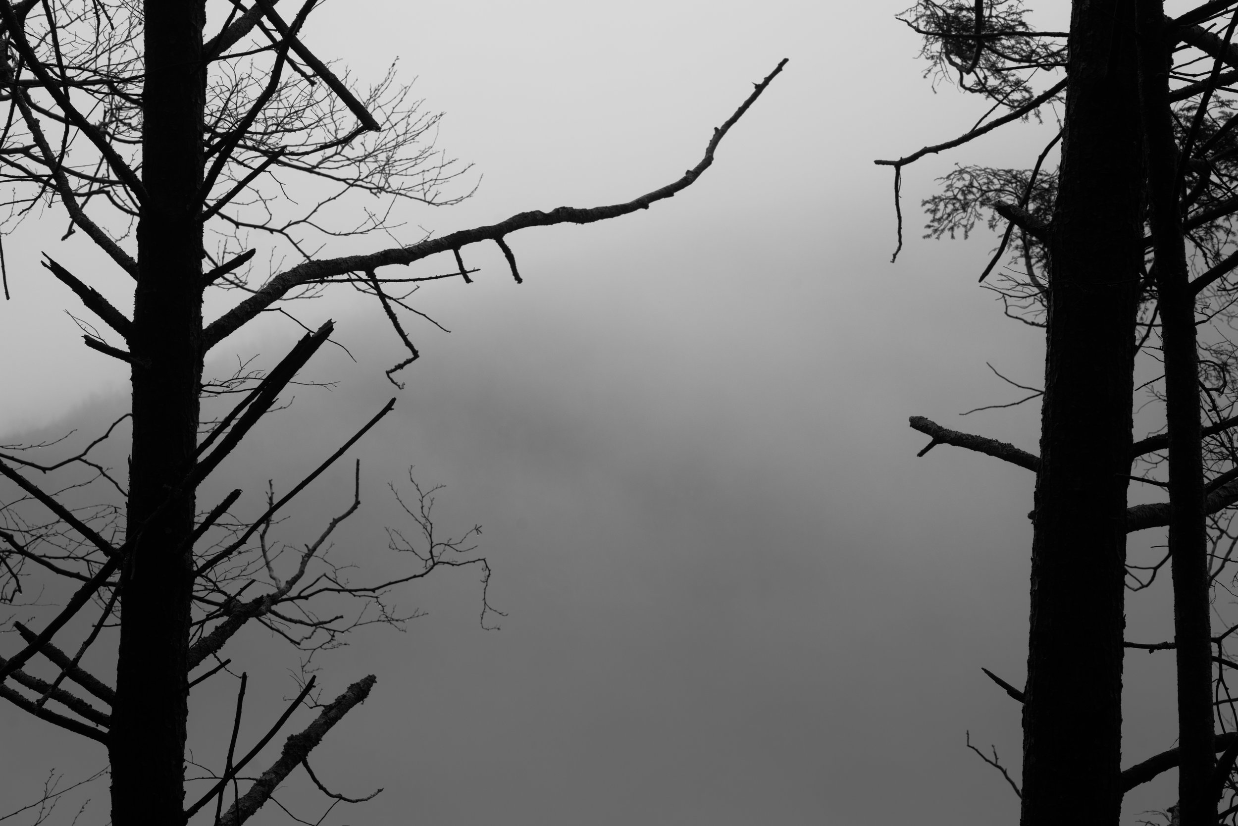 moody tree forms-3.jpg