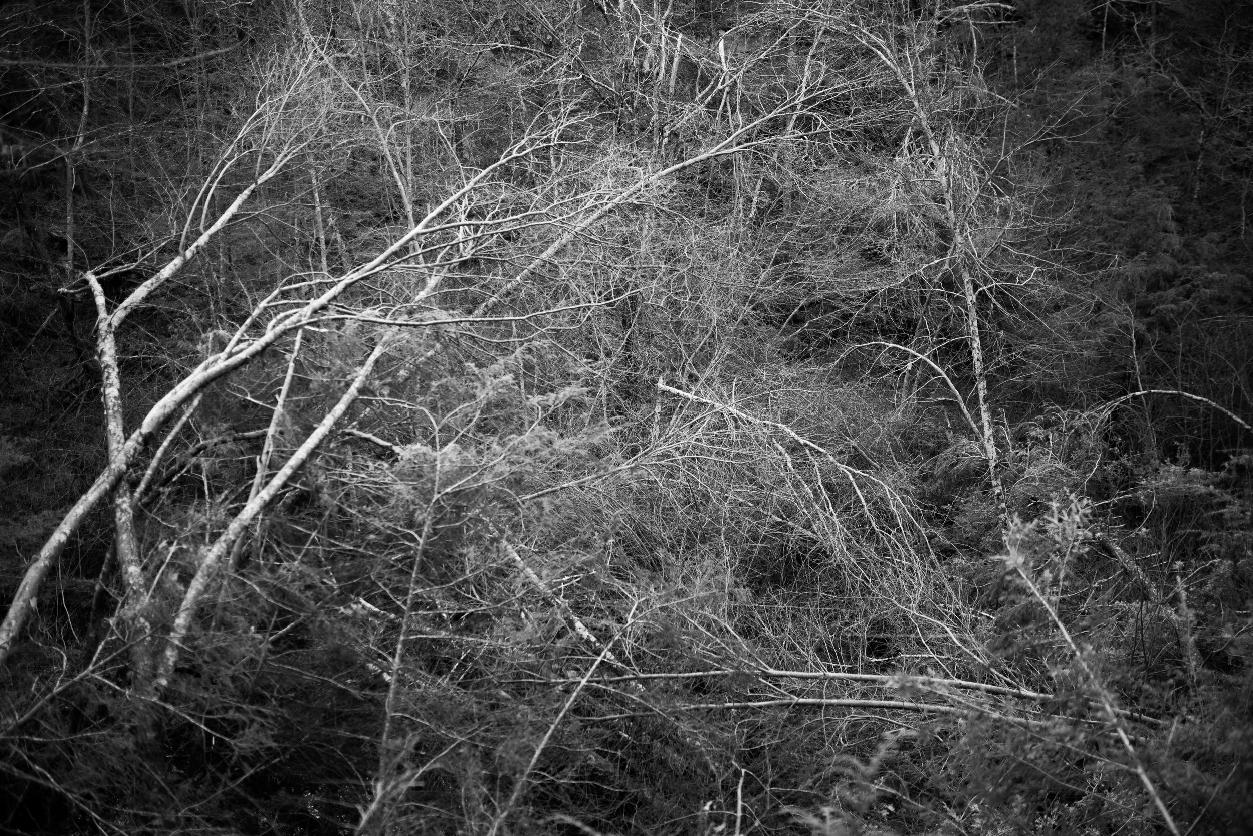  Storm damaged trees, Weston, CT 