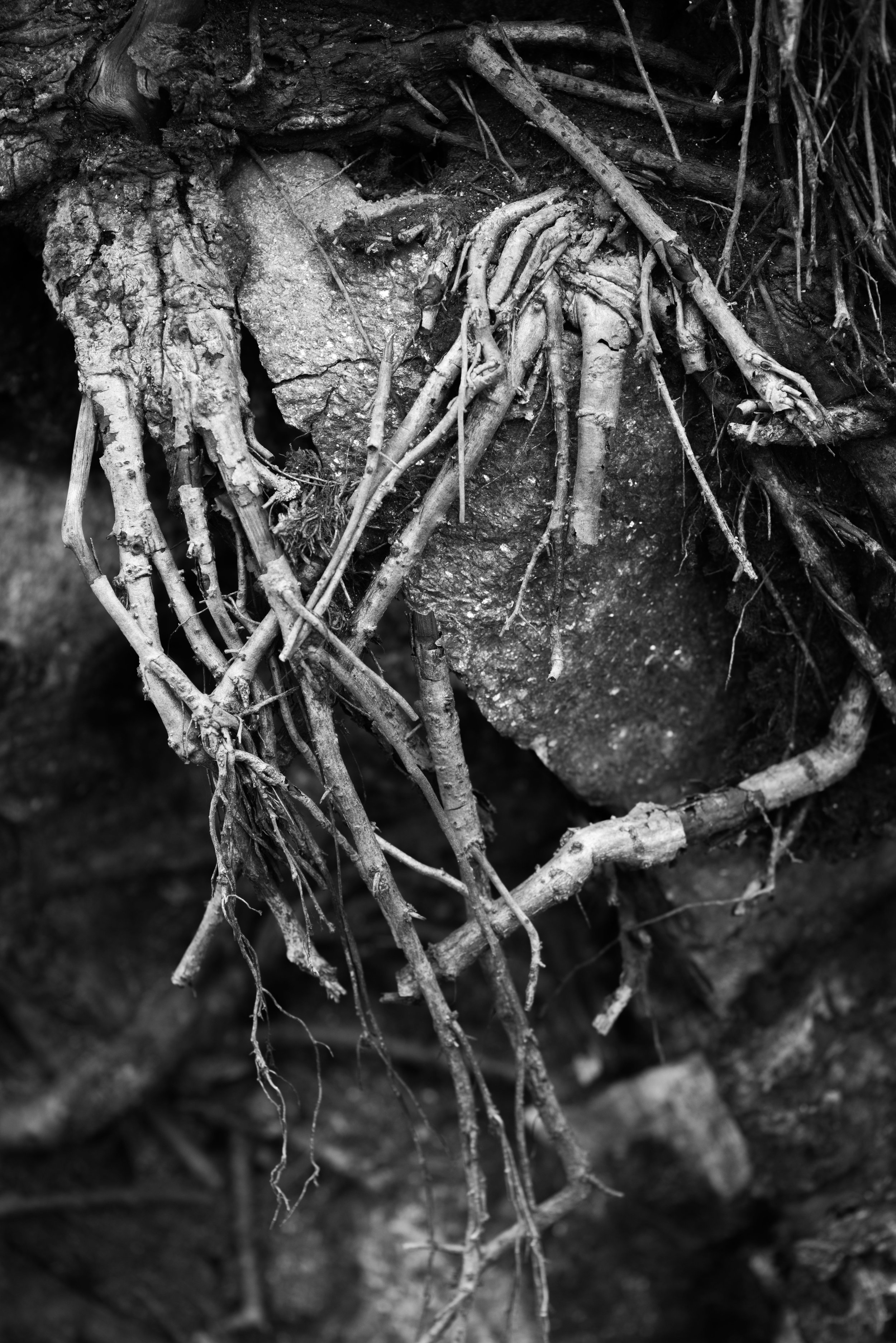 root fingers.jpg
