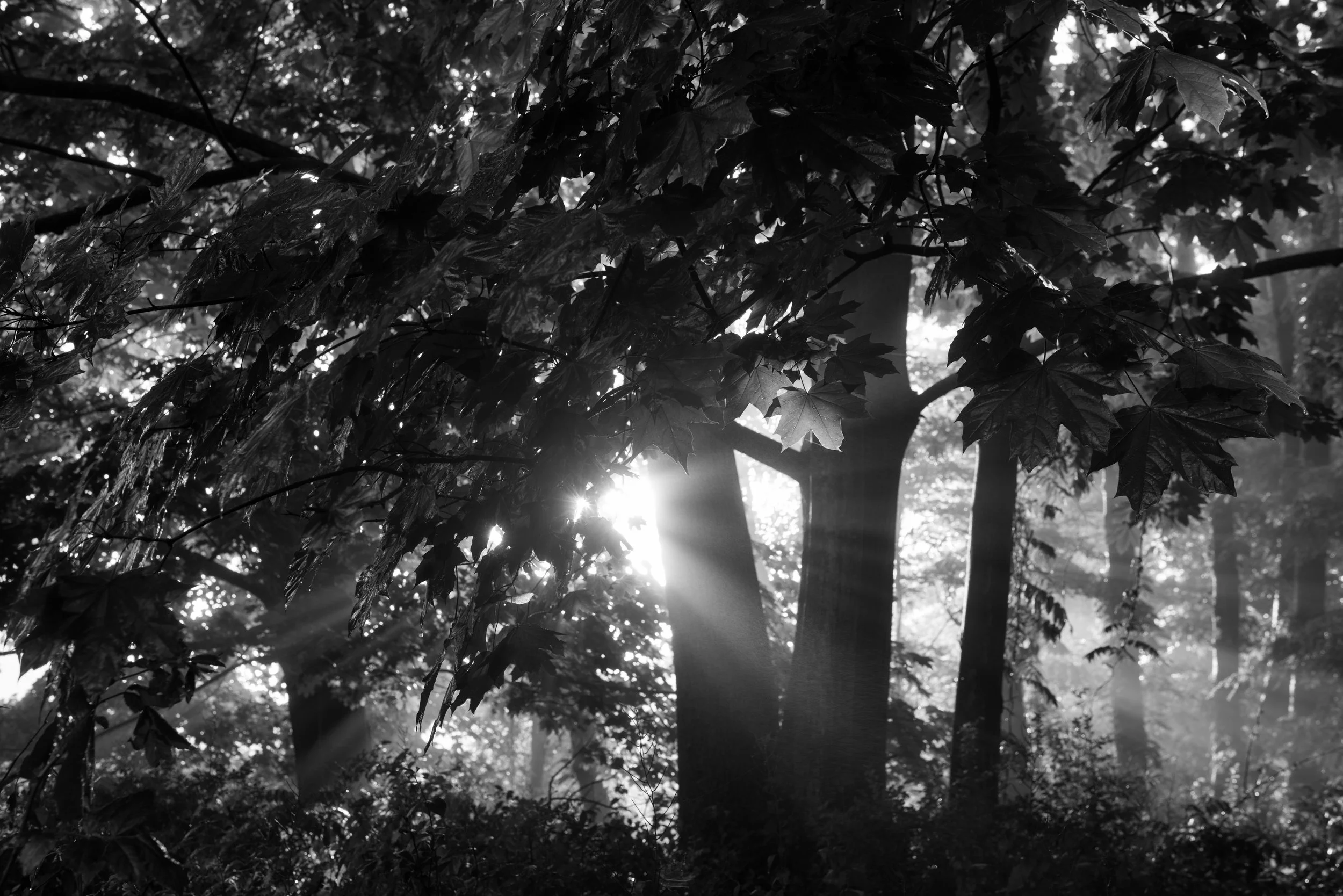 Sunlight through a maple canopy, Bennett’s Pond, Ridgefield, CT.