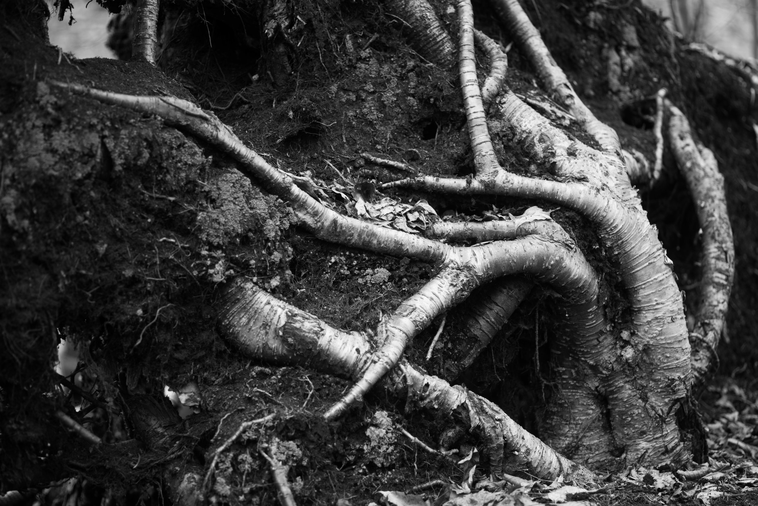 roots reaching from ground.jpg