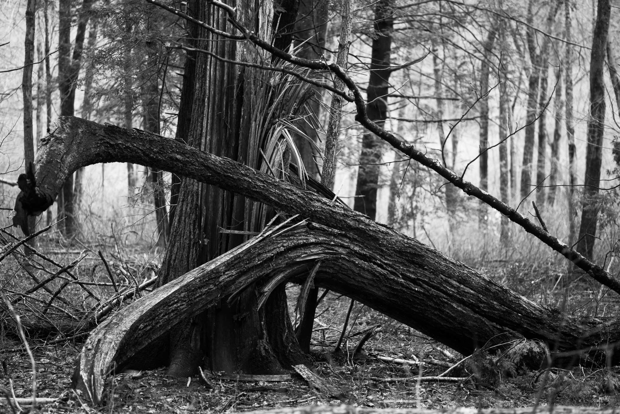 fallen oak.jpg
