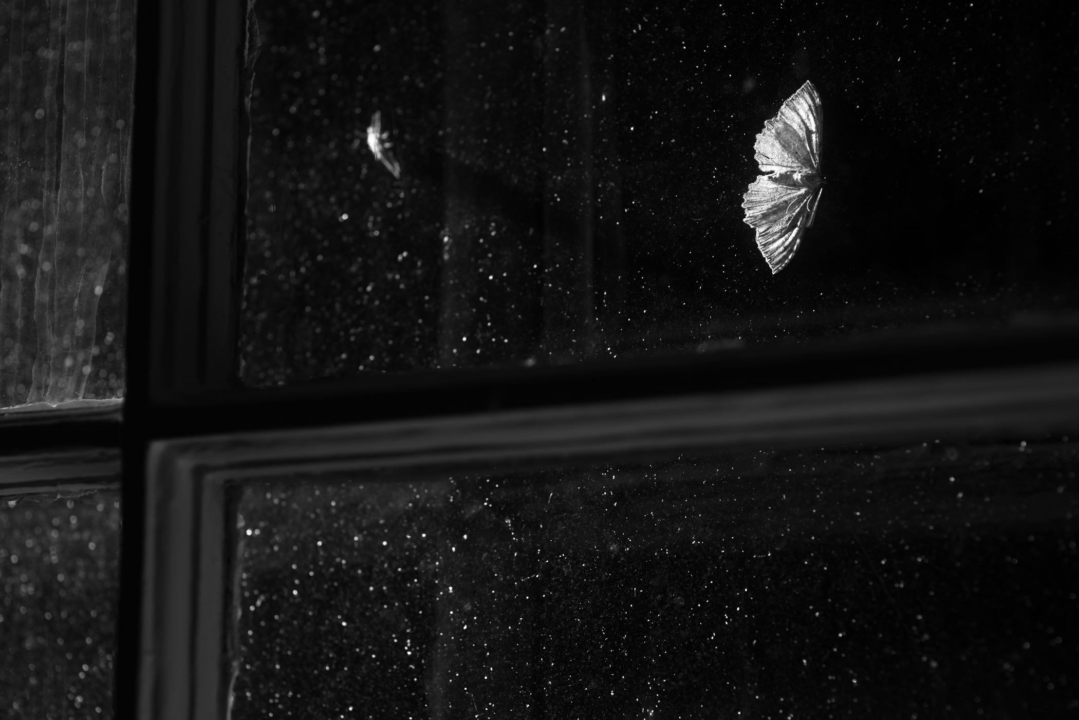 night winow moth.jpg