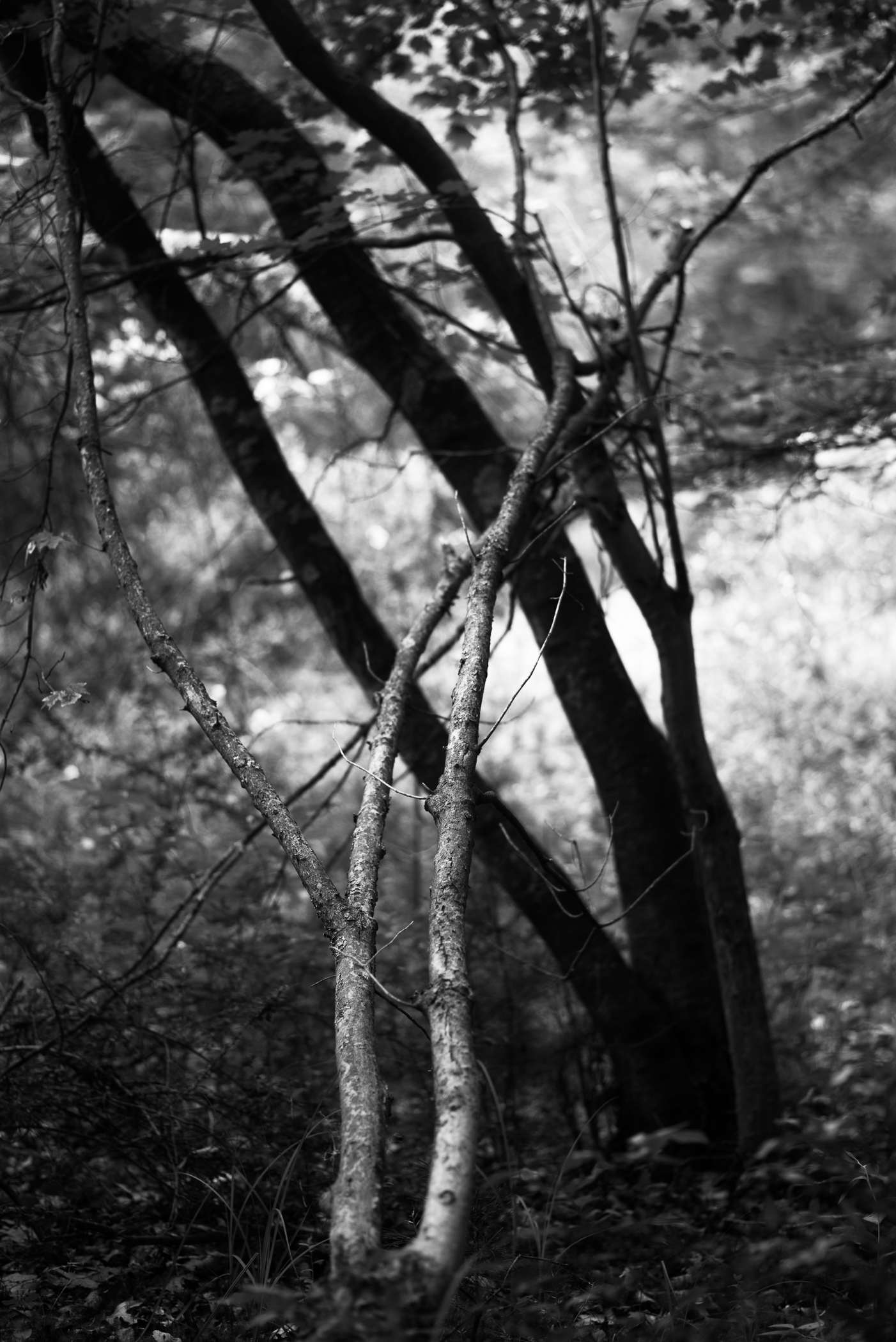 light and dark trees.jpg