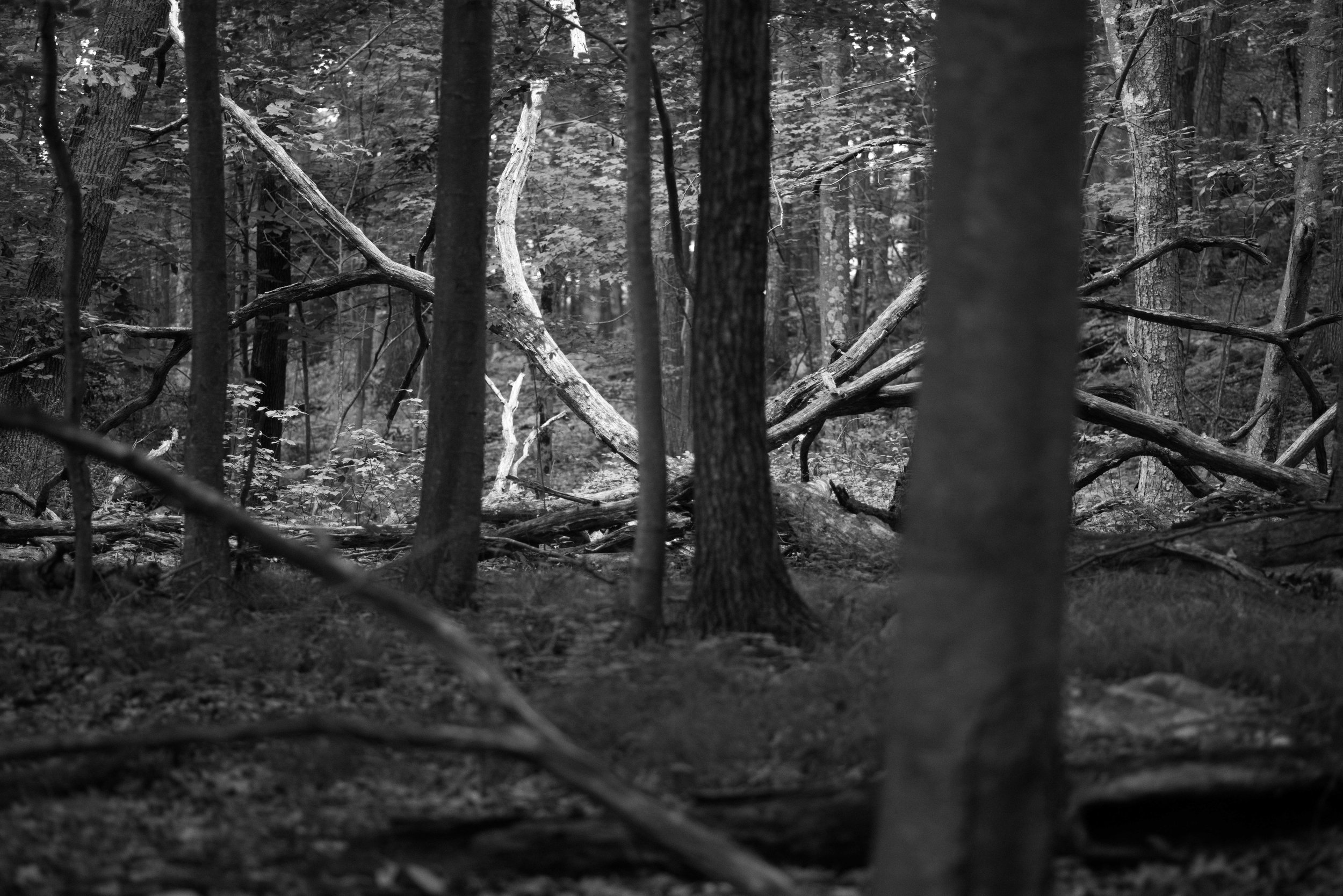 forest lines project 5.jpg