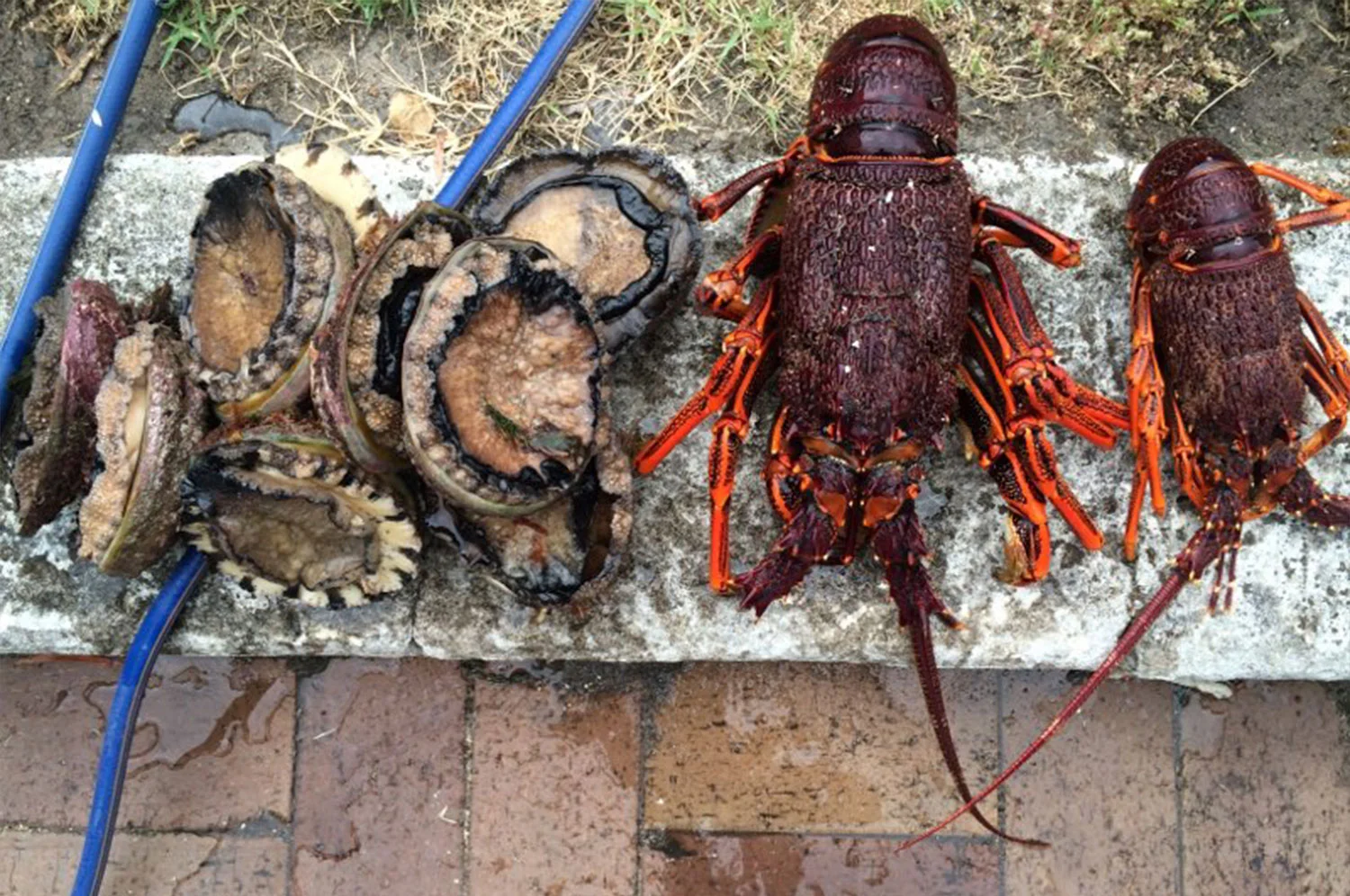 crayfish.jpg