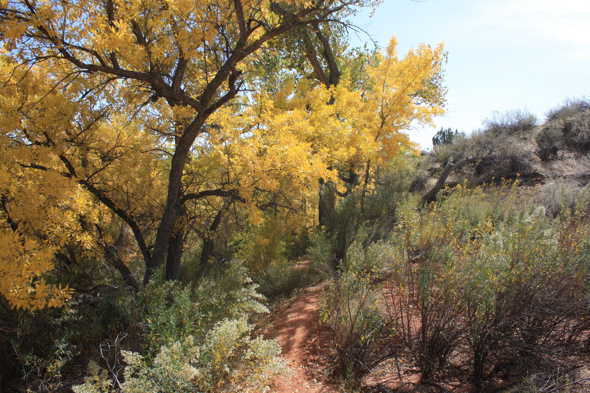cottonwood.jpg