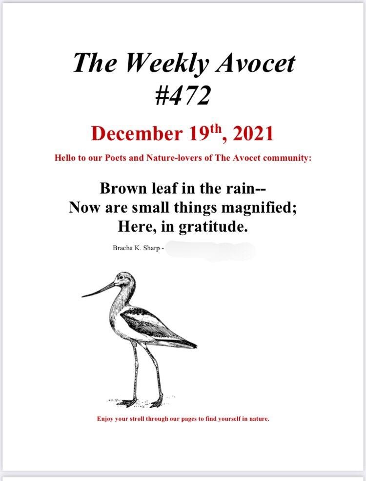 The Weekly Avocet -- Haiku.jpg