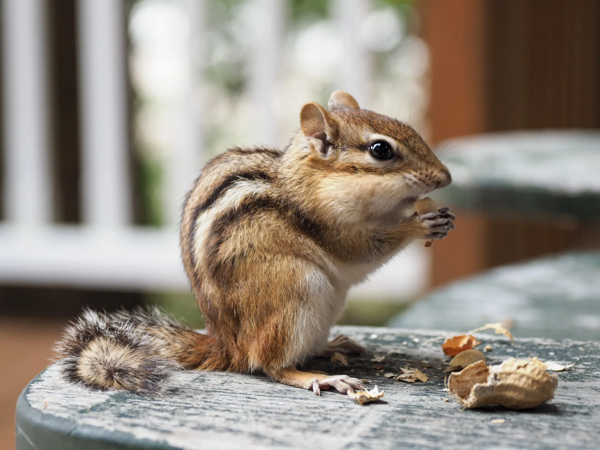 Chippy