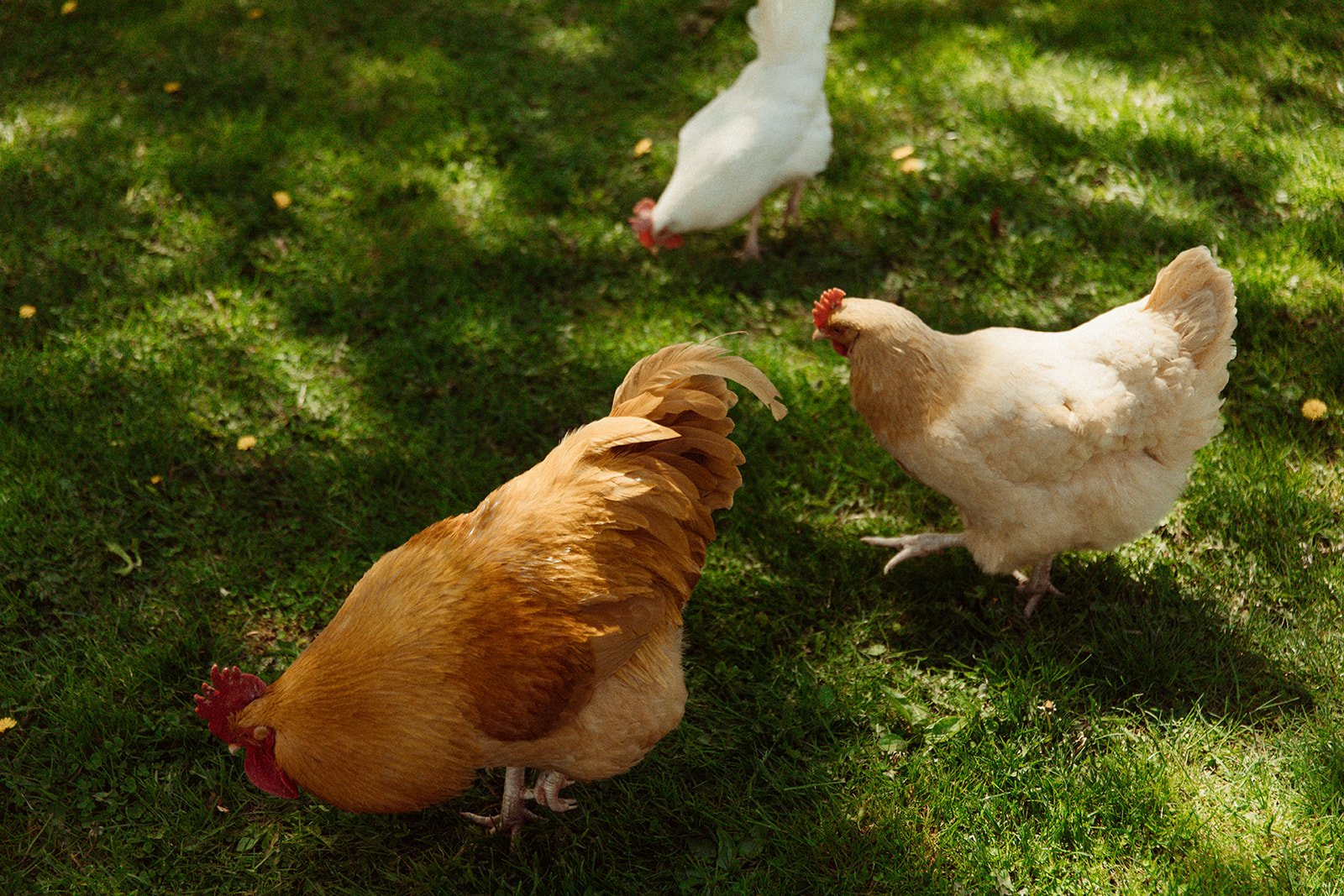 Kester Homestead Market -568_websize.jpg