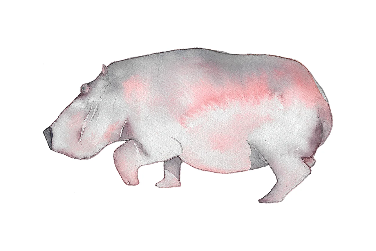 hippo.jpg