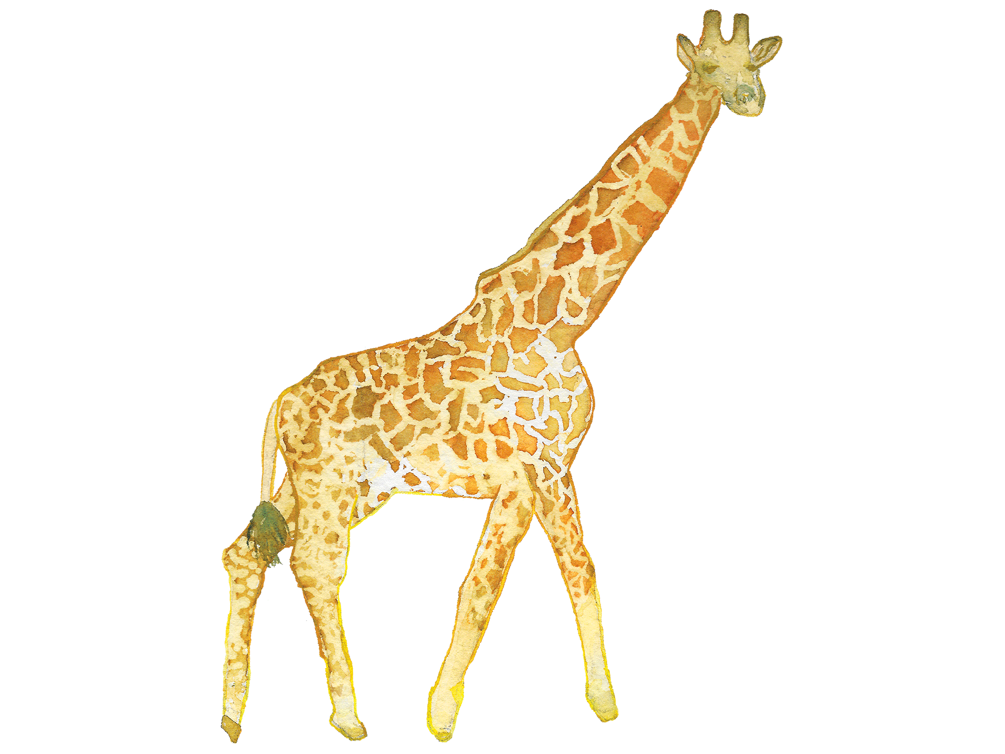 jungle-animals.gif