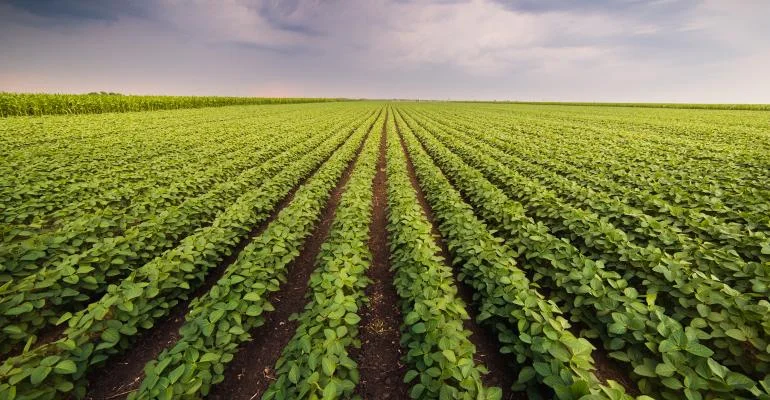 Soybean-field-700685692.jpg