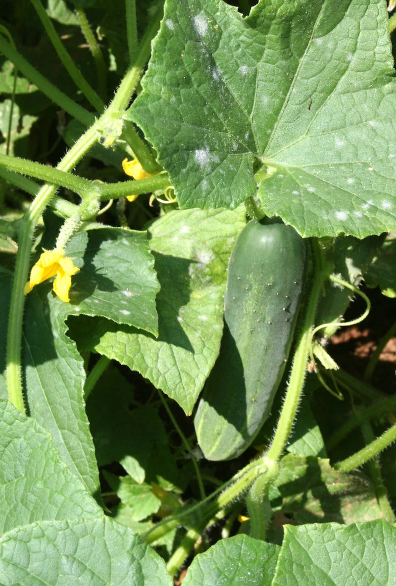 cucumber2lr.jpg