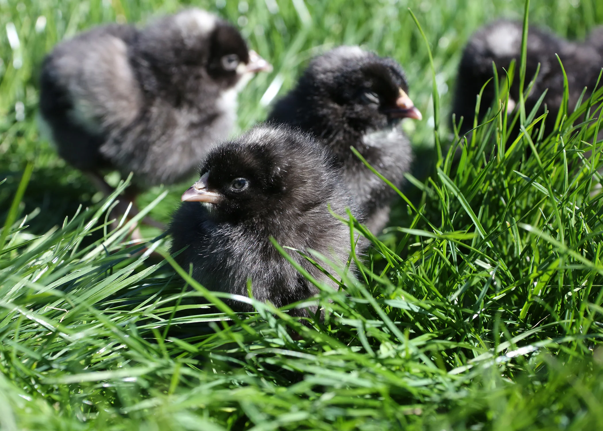243_20170308_chicks_kpl.jpg
