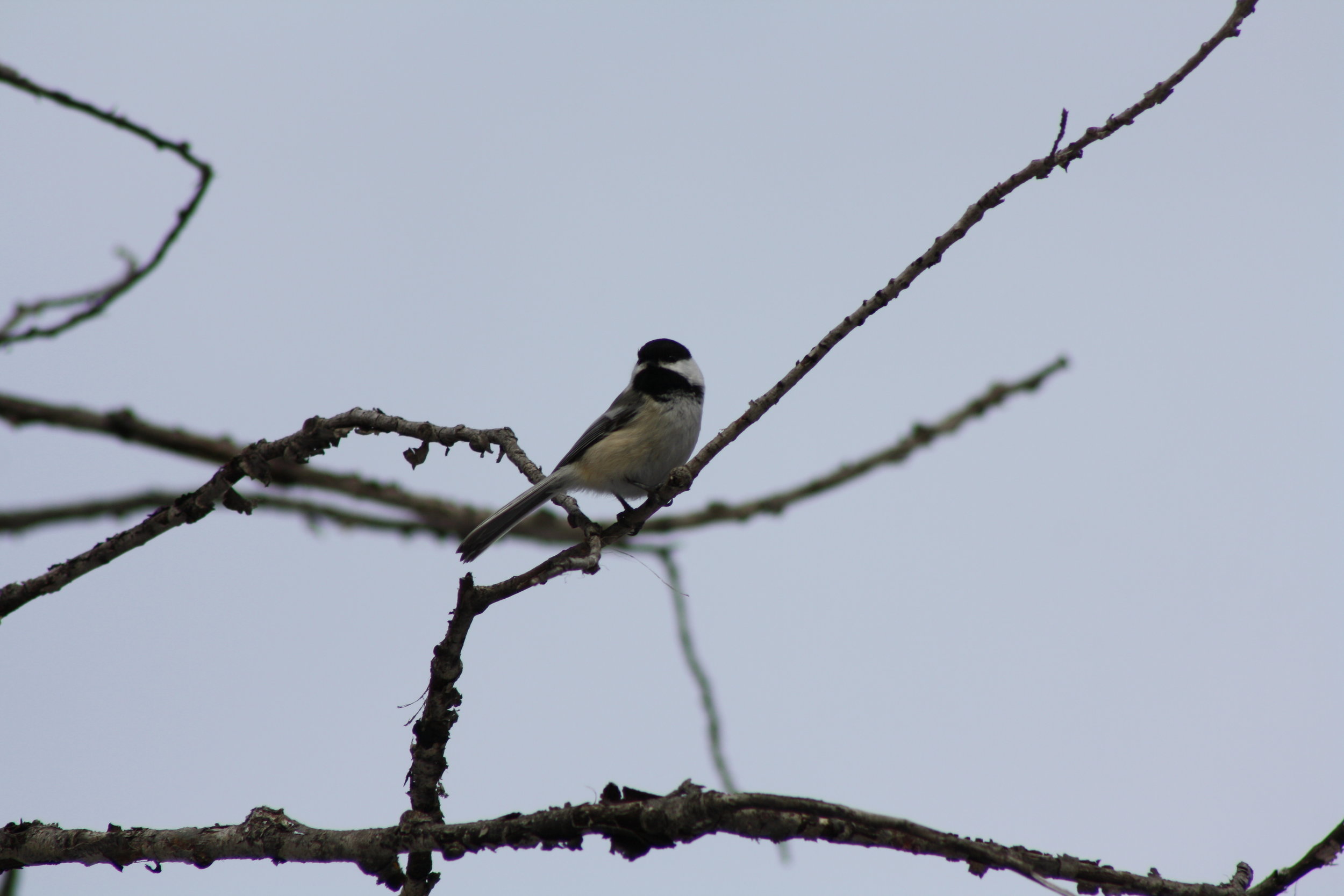 2B - Black-Capped Chickadee Courtesy of Corey Scobie.jpg