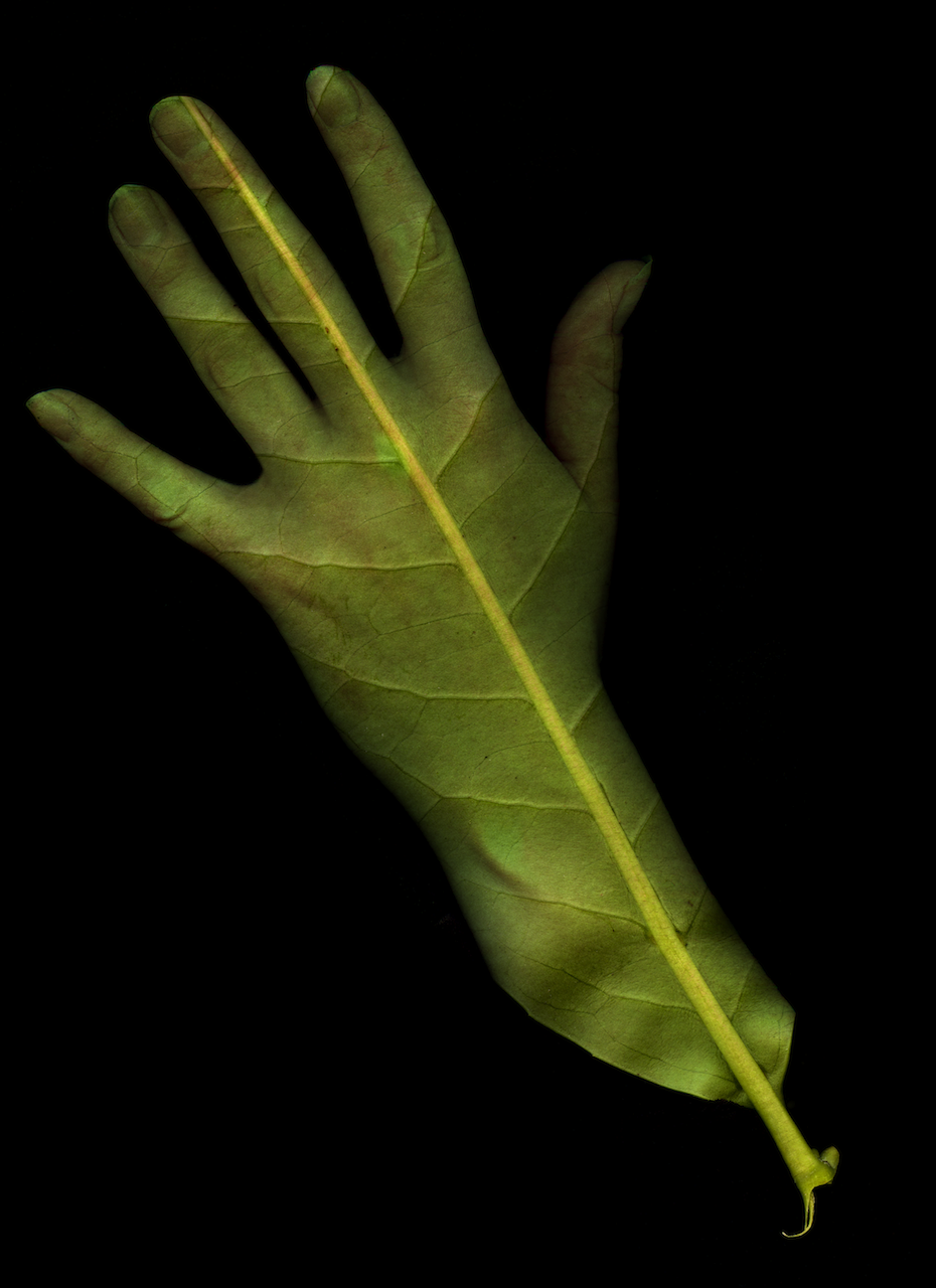 77739c8b5c407e1c-leafhand.png