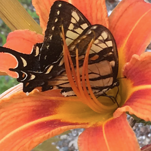 Screen Shot 2018-04-15 at 3.16.04 PM.png