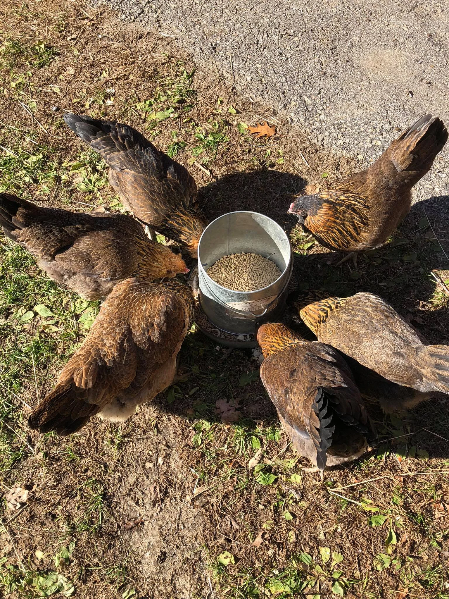 Peaceworks NH Chickens Farm Life.jpg