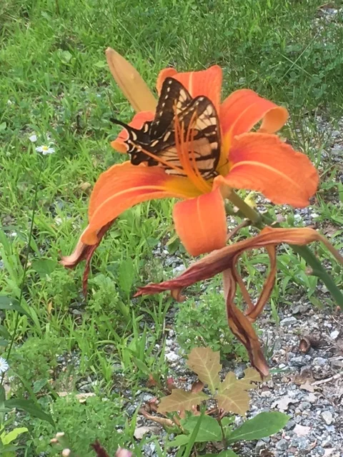 Widows With Wings June Gathering