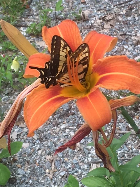 Widows with Wings July