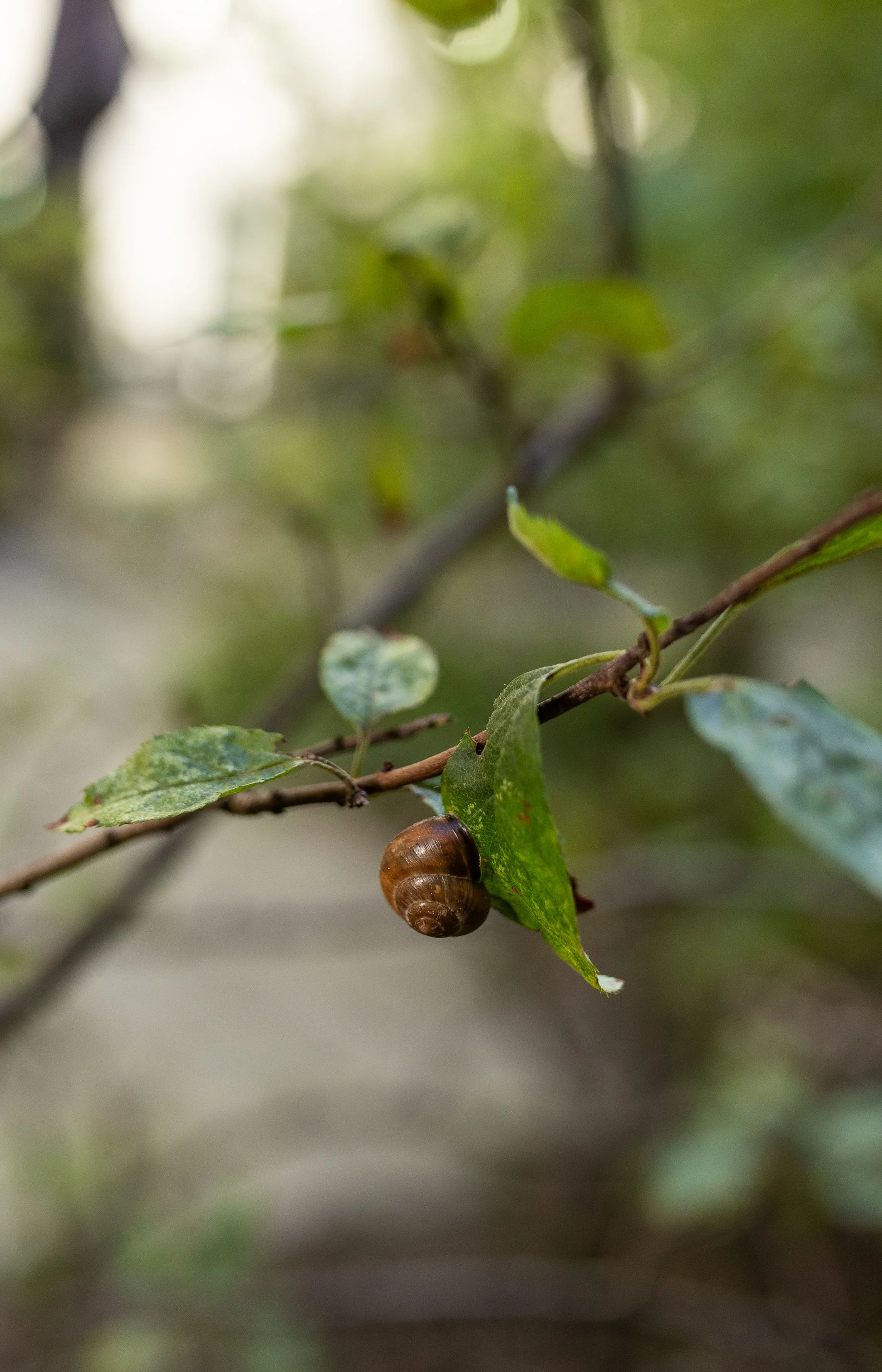 AnnahMeintzerPhotography-429.jpg