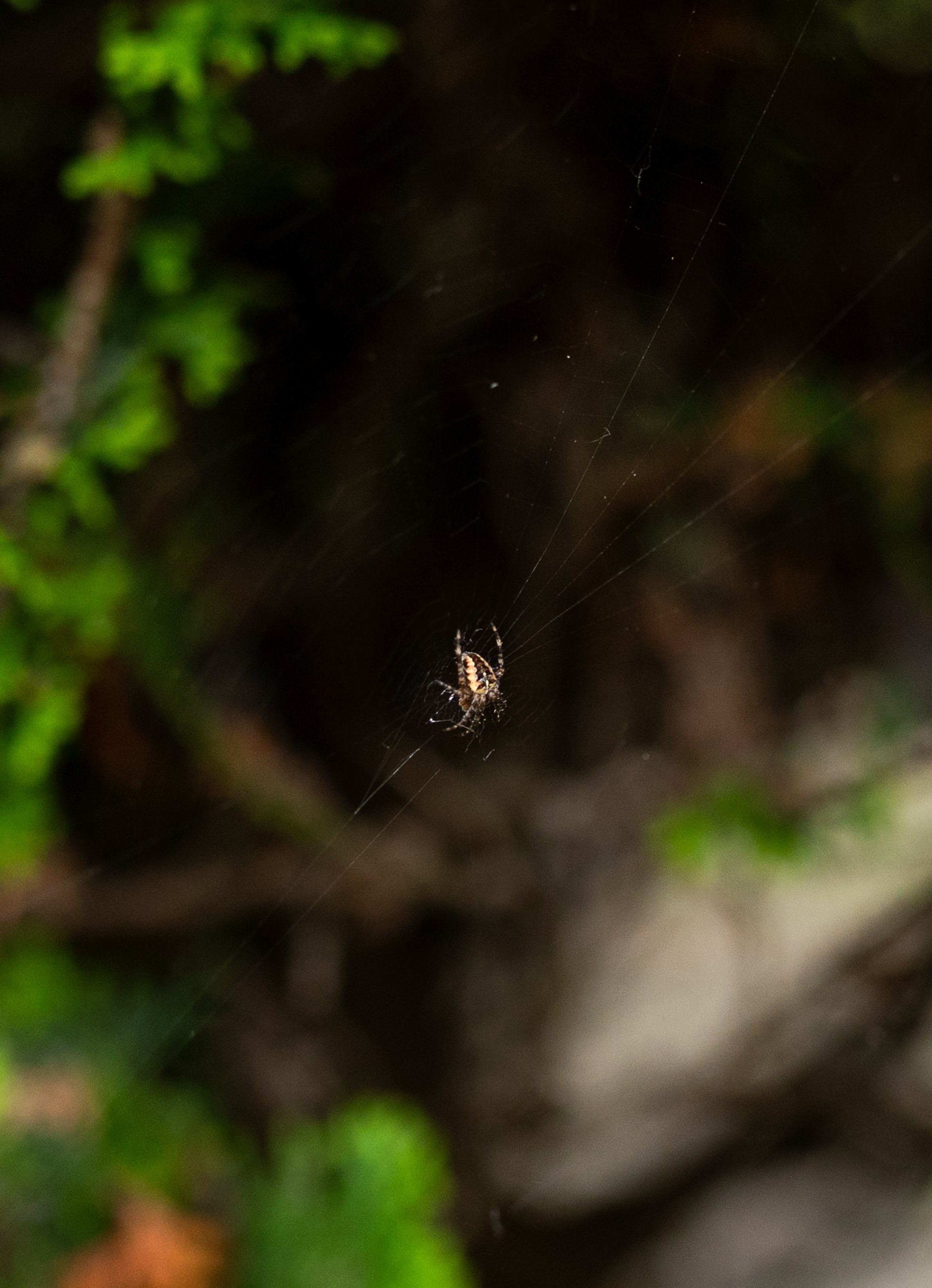 AnnahMeintzerPhotography-594.jpg
