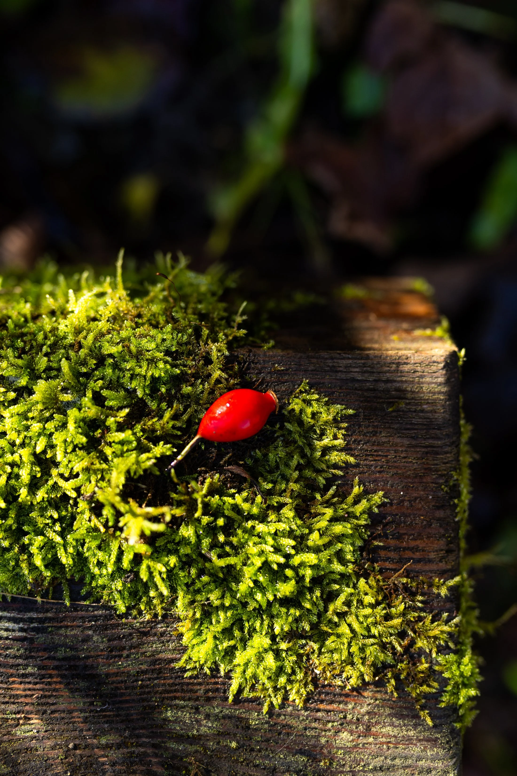 AnnahMeintzerPhotography-146.jpg