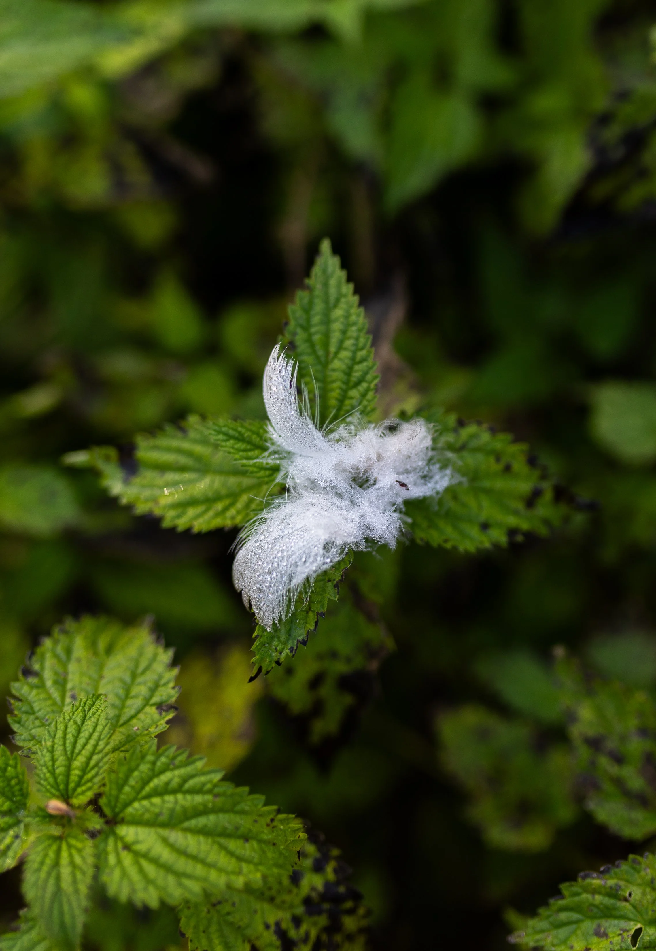 AnnahMeintzerPhotography-150.jpg