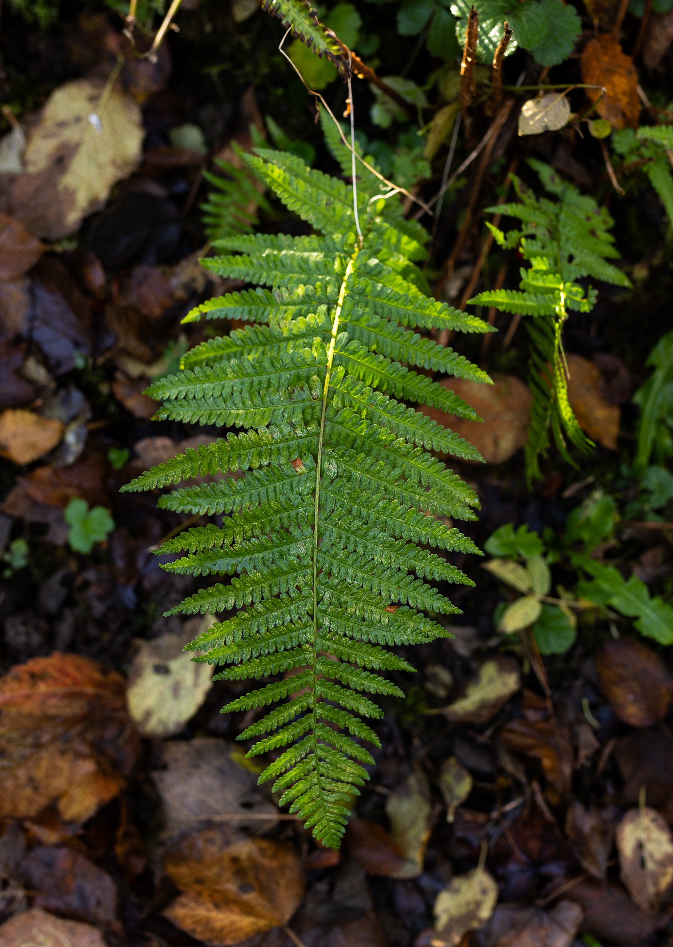 AnnahMeintzerPhotography-152.jpg