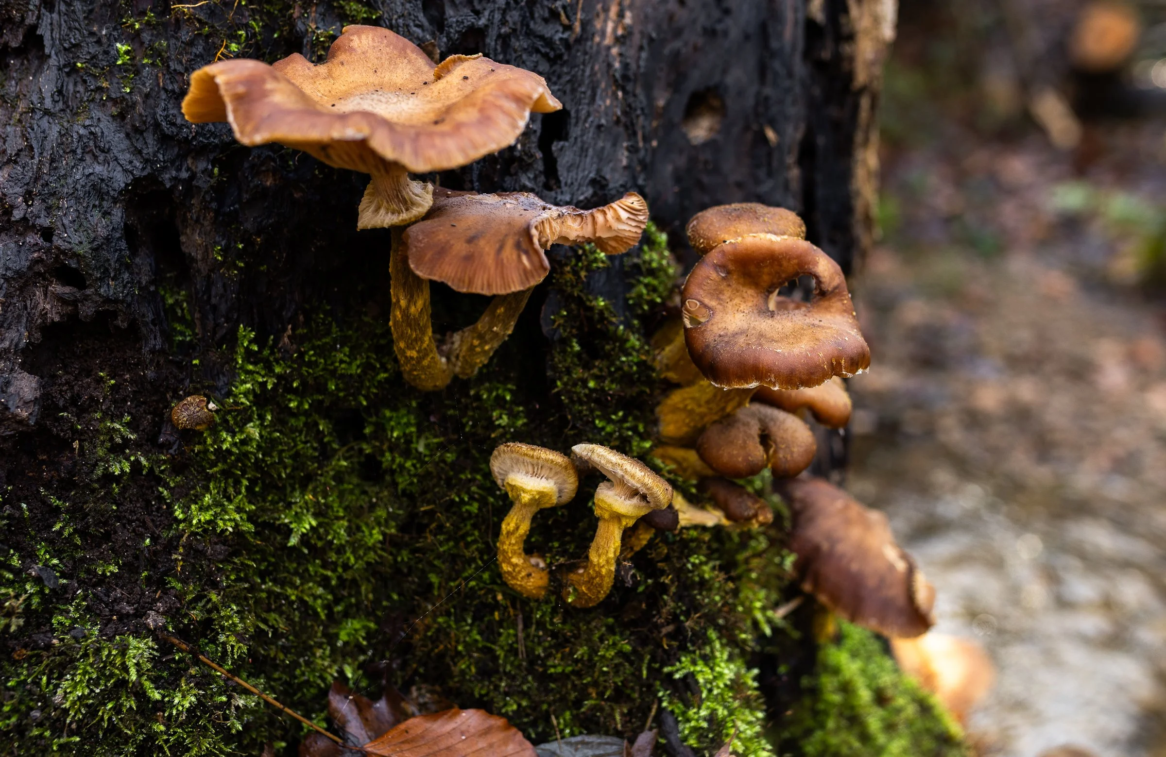 AnnahMeintzerPhotography-158.jpg