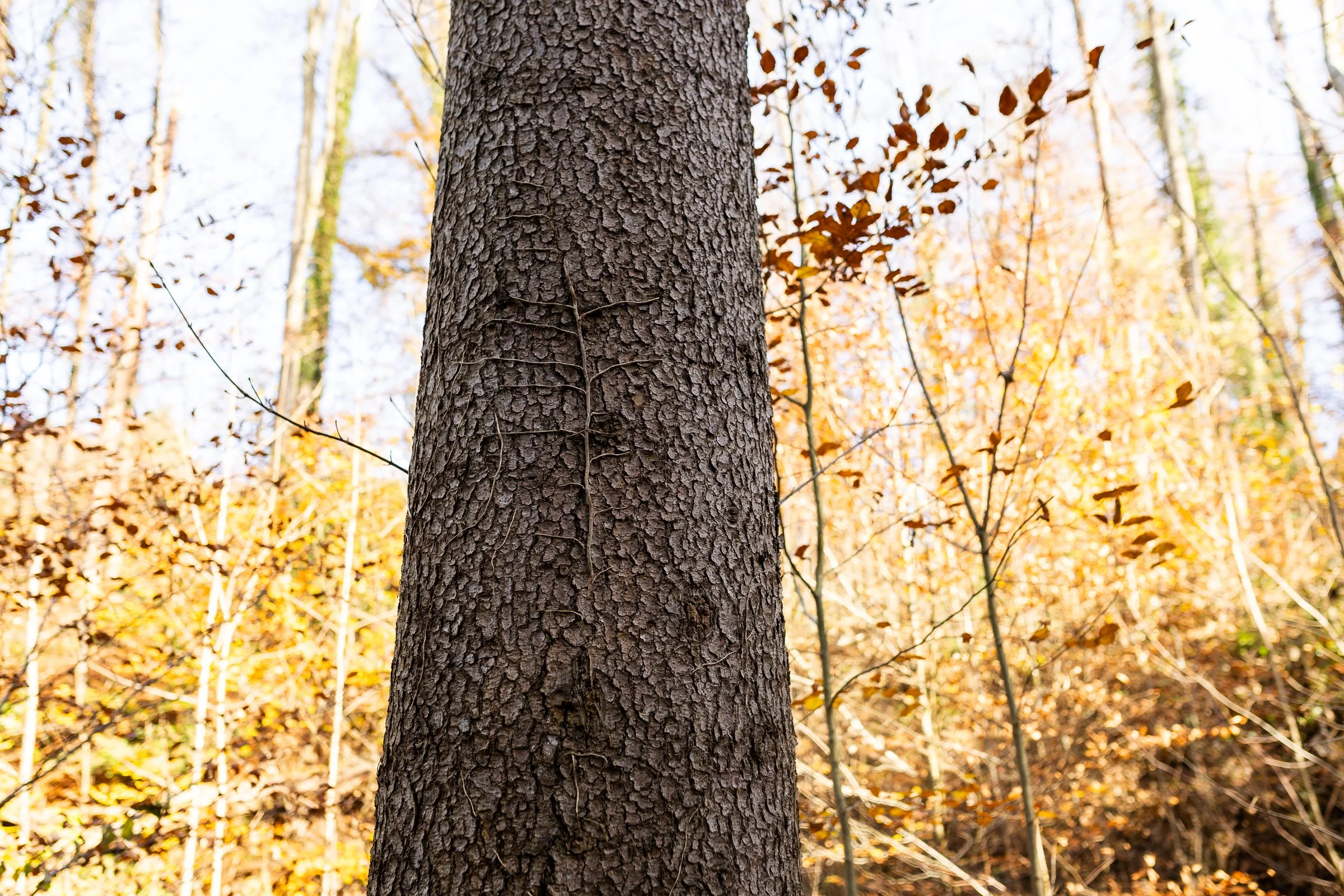 AnnahMeintzerPhotography-166.jpg