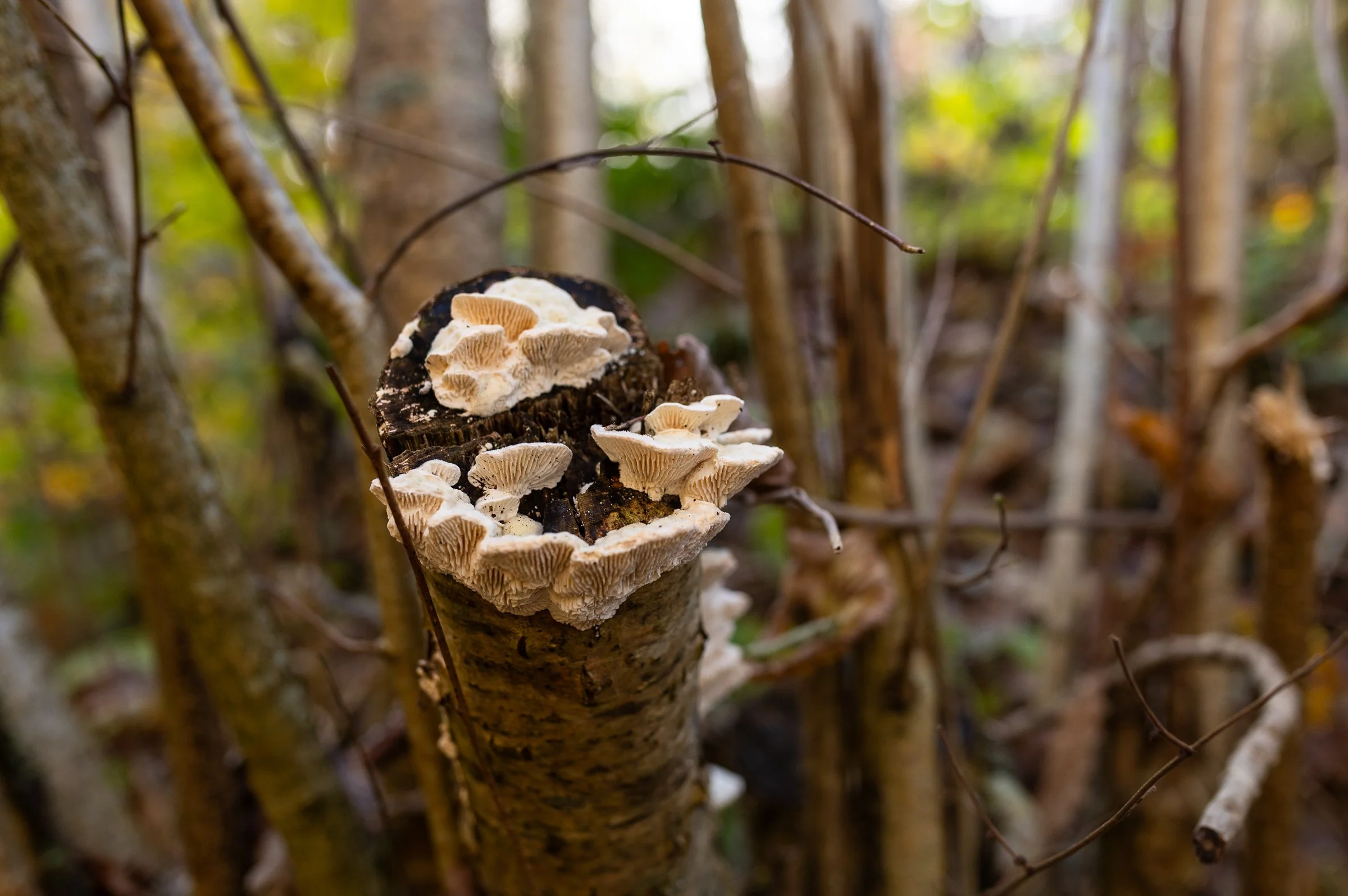 AnnahMeintzerPhotography-171.jpg