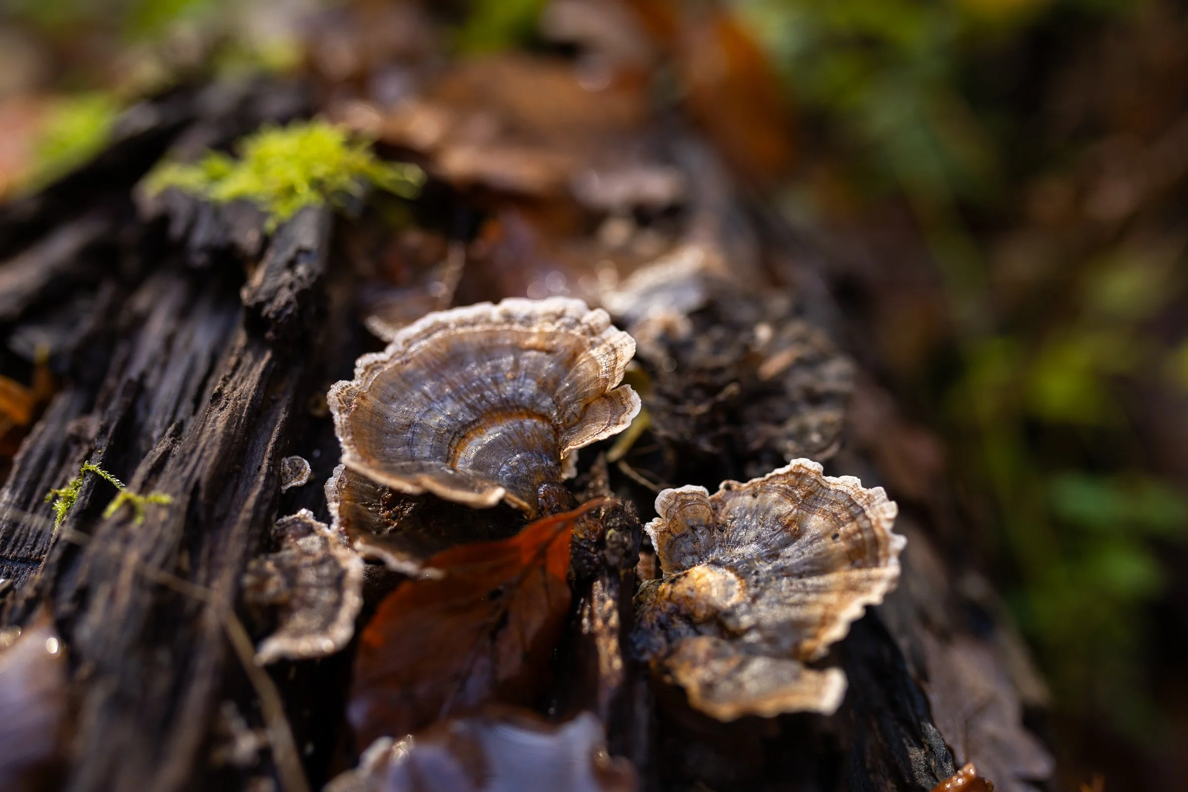 AnnahMeintzerPhotography-173.jpg