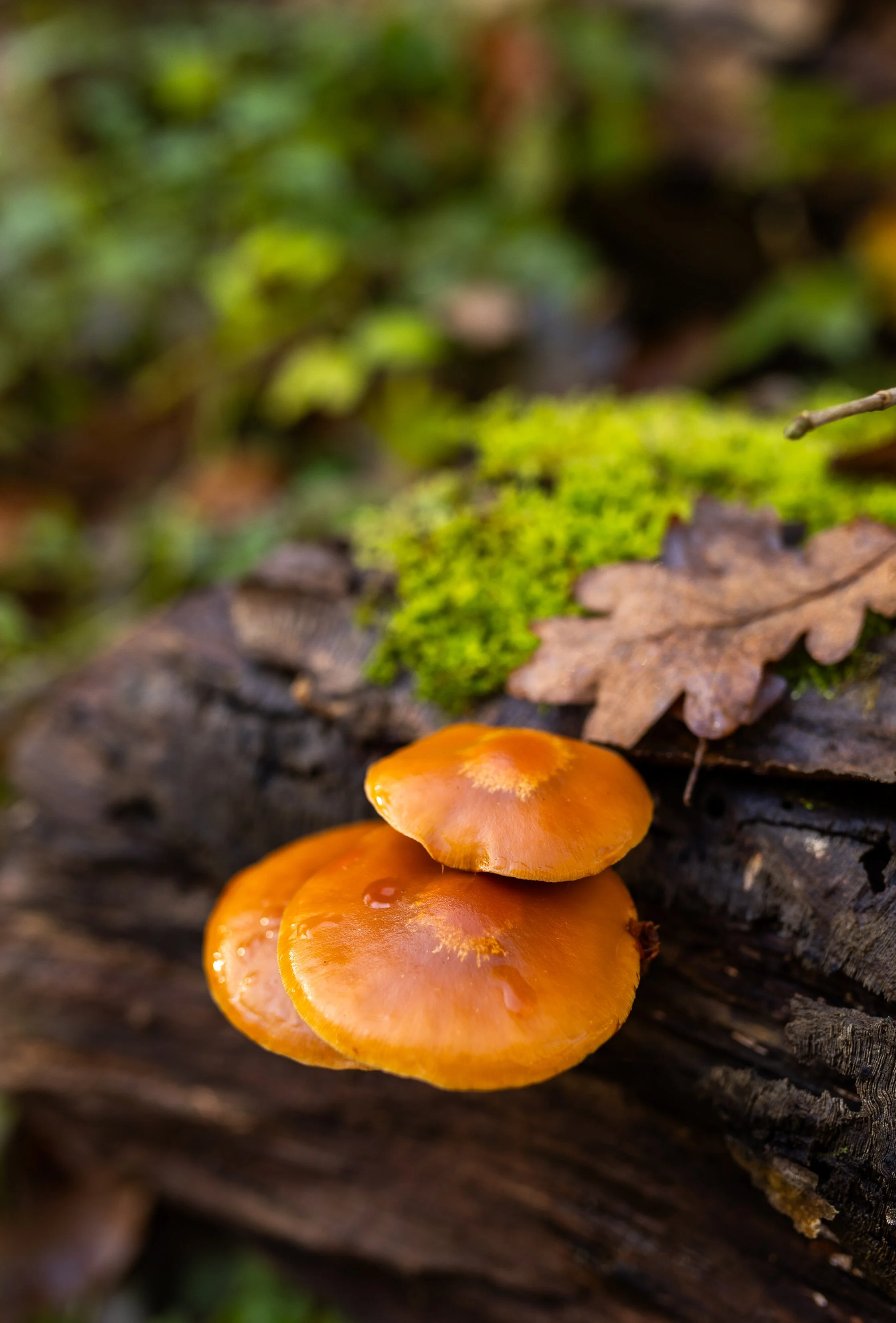 AnnahMeintzerPhotography-174.jpg