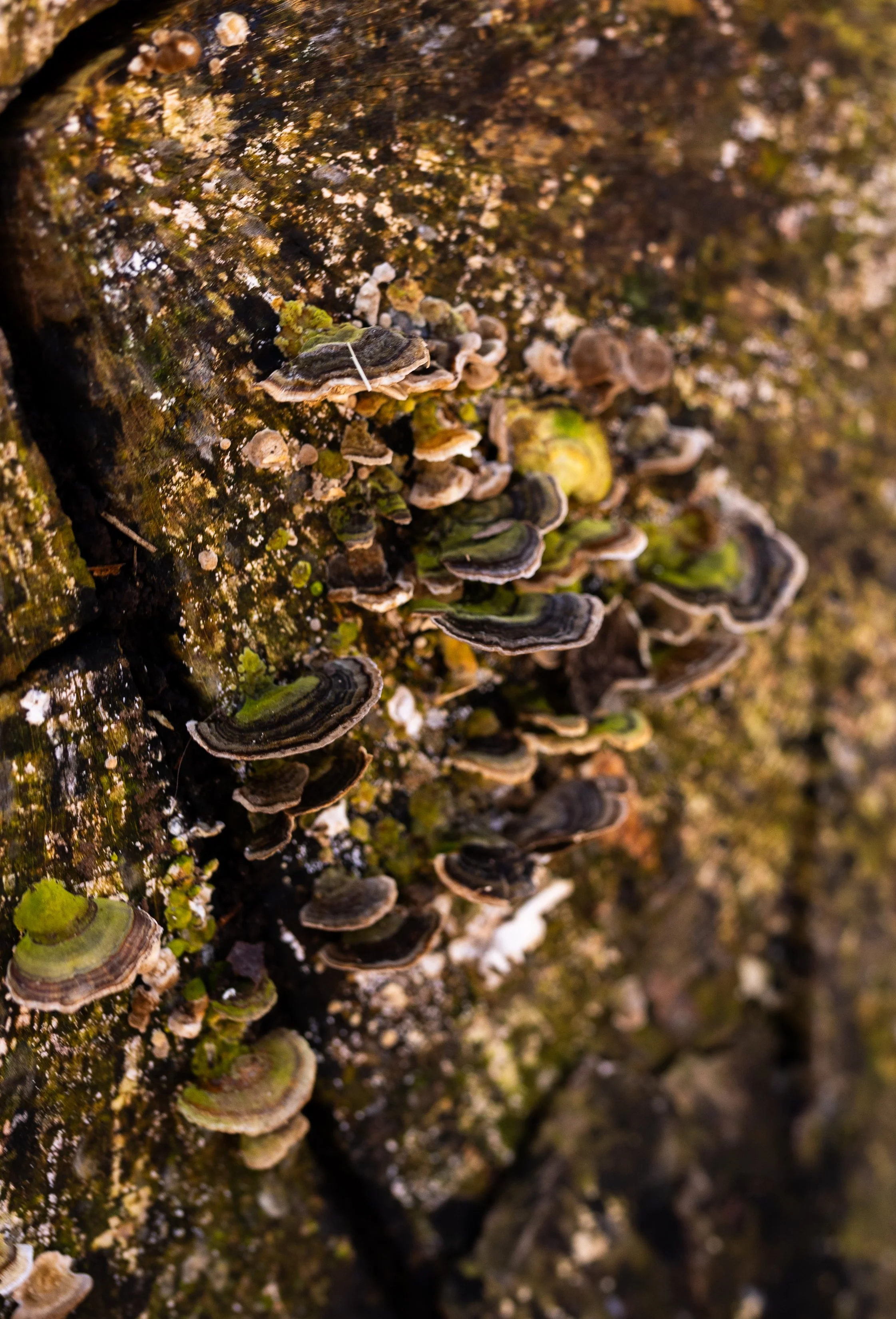 AnnahMeintzerPhotography-176.jpg
