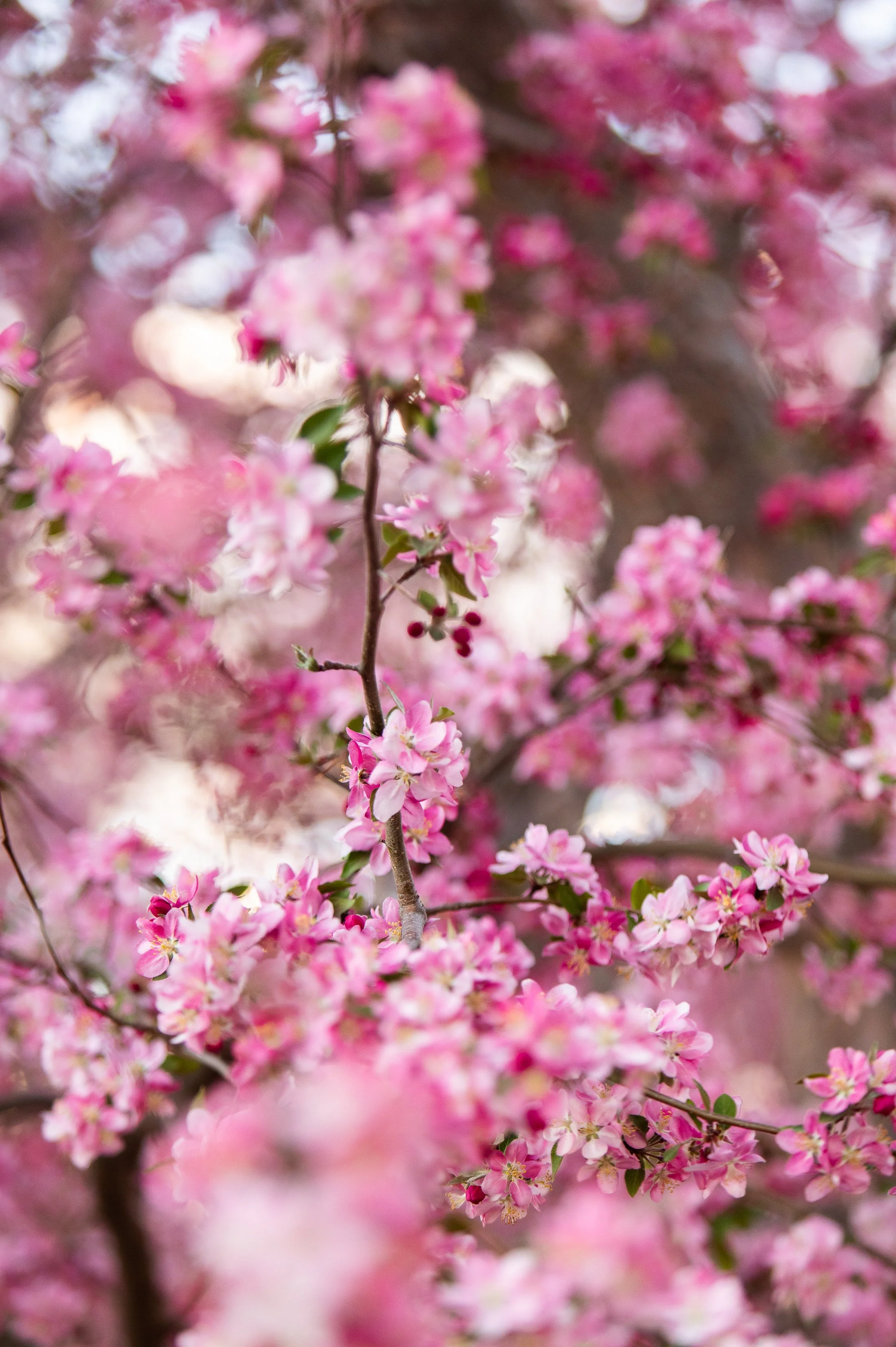 BoulderEventPhotographer-15.jpg