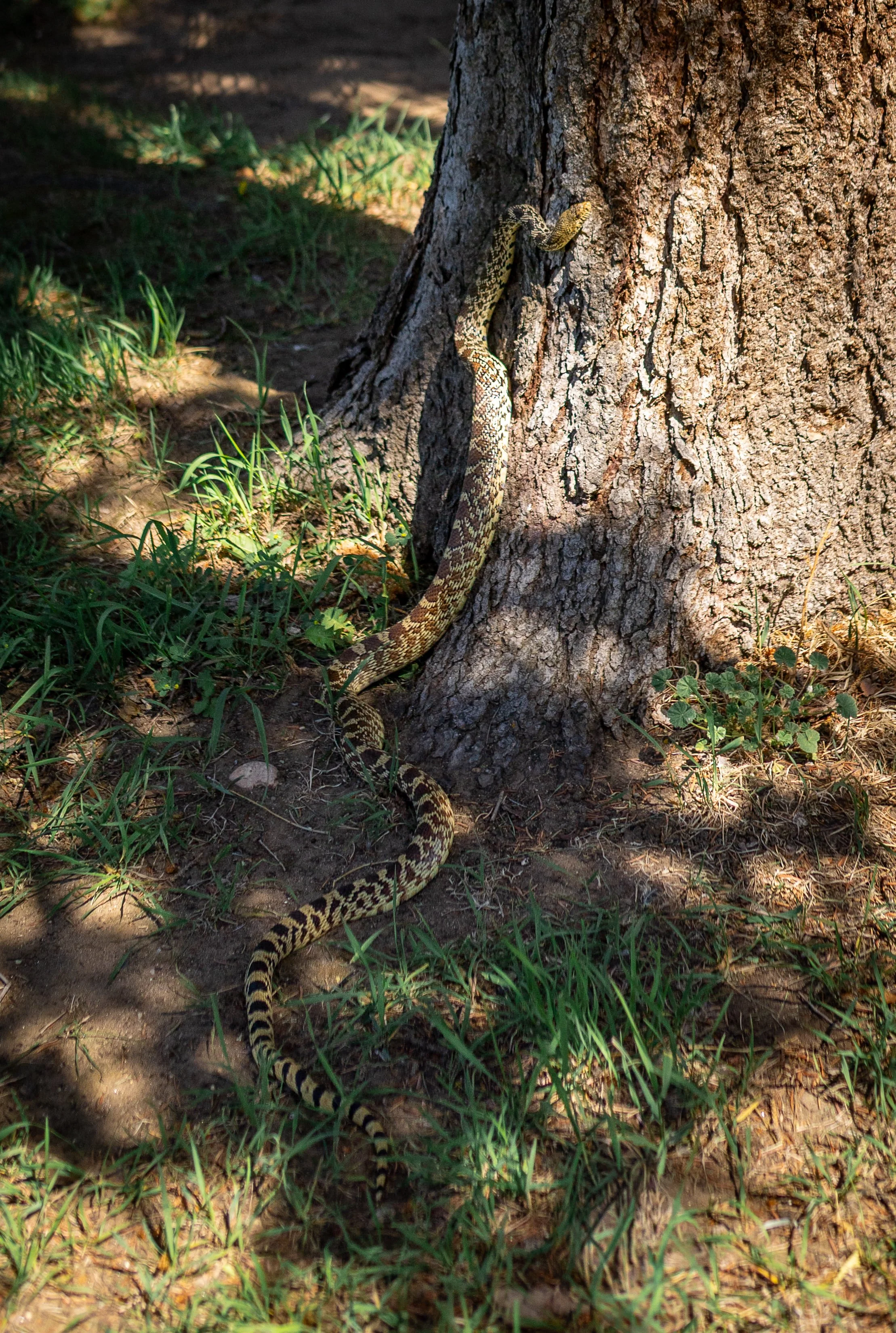 AnnahMPhoto-27.jpg