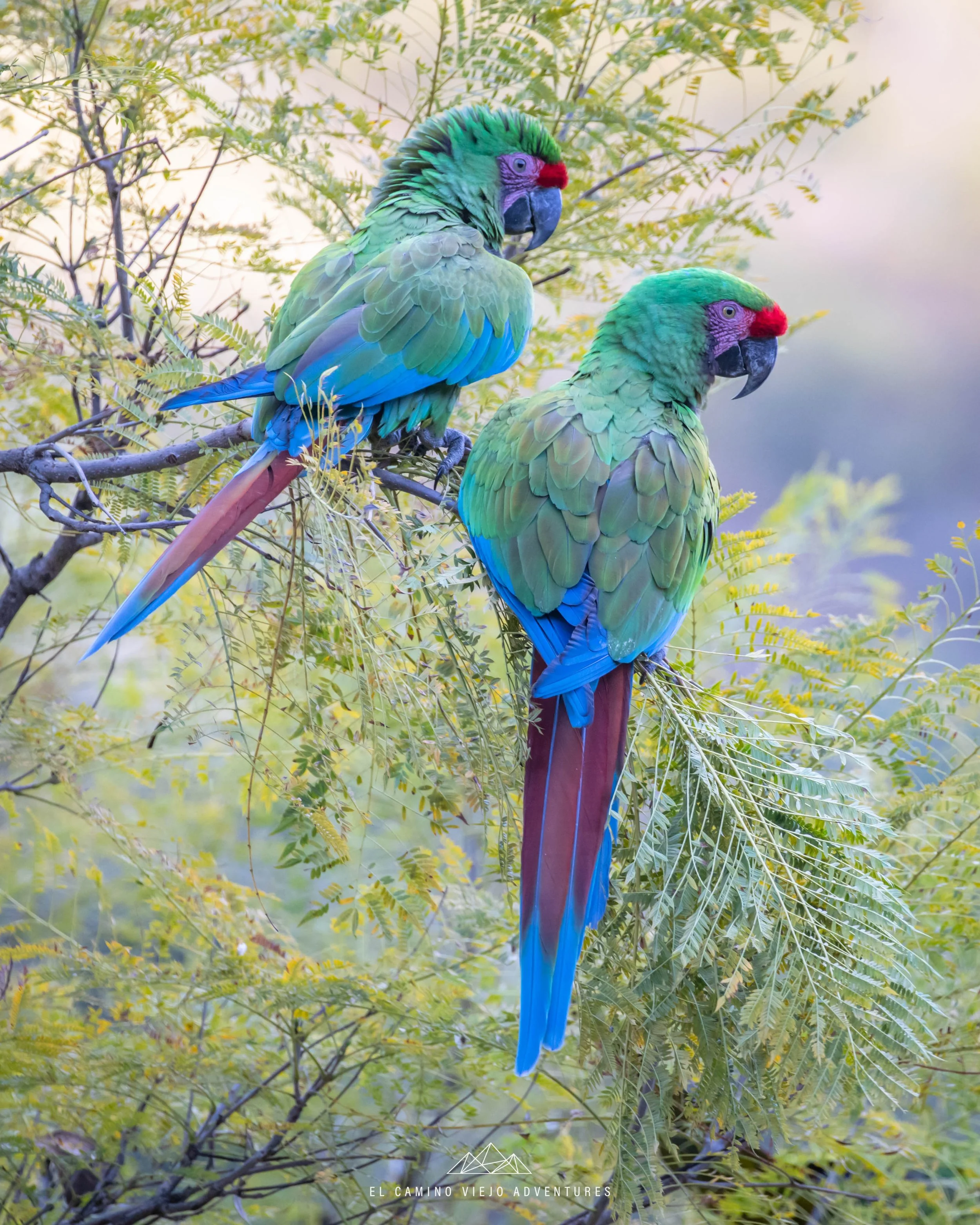 Exploring the Sótano del Barro: Home of the Guacamayas