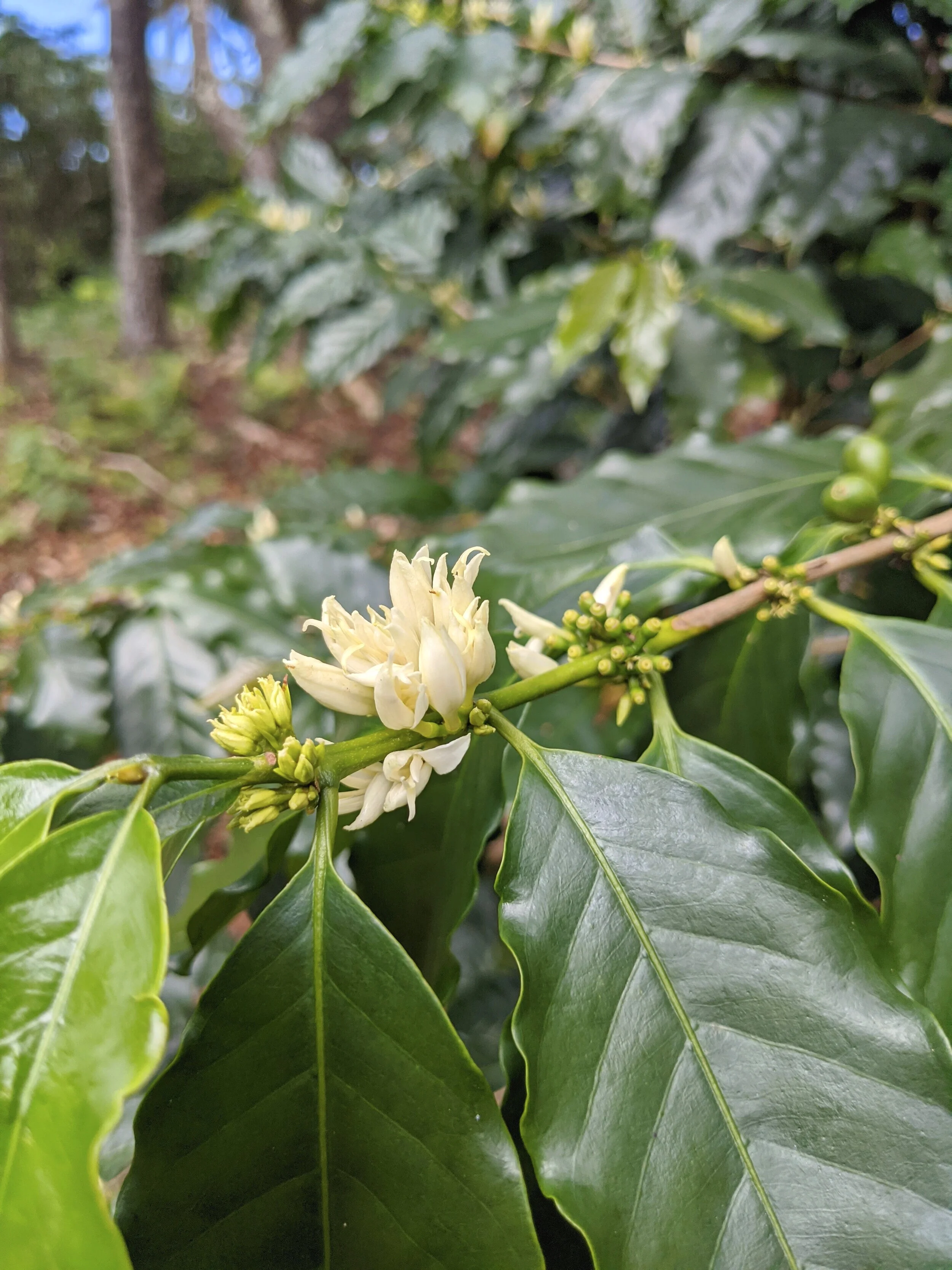 Outpost Coffee Kauai