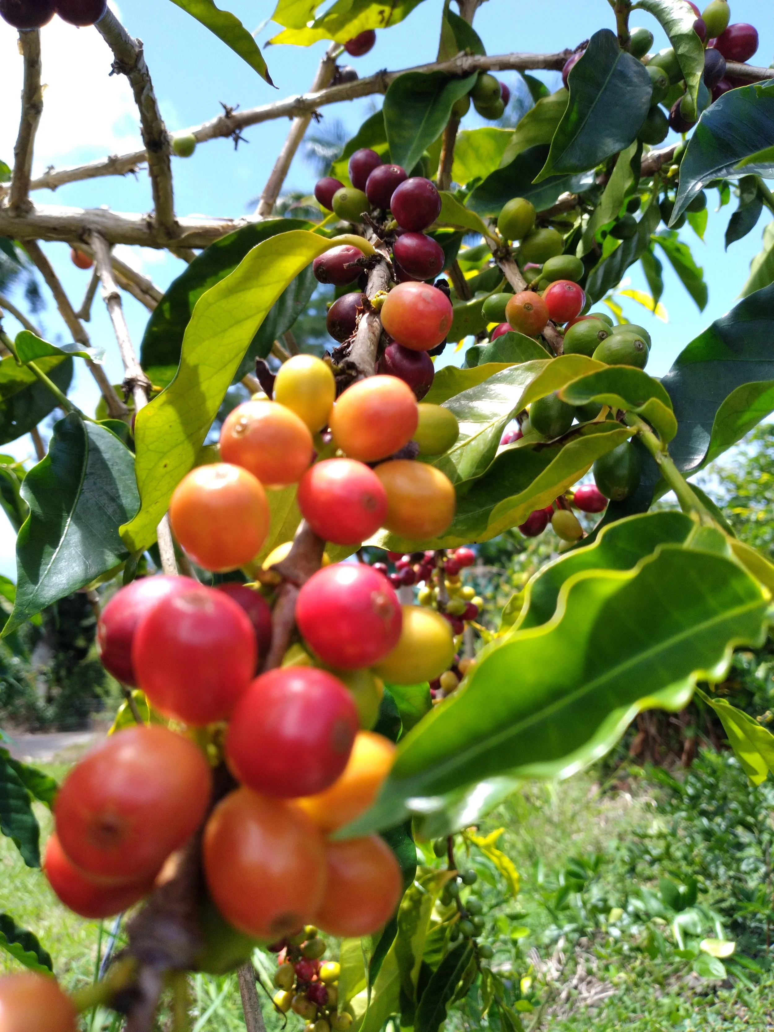 20230920 cherries on tree 2.jpg