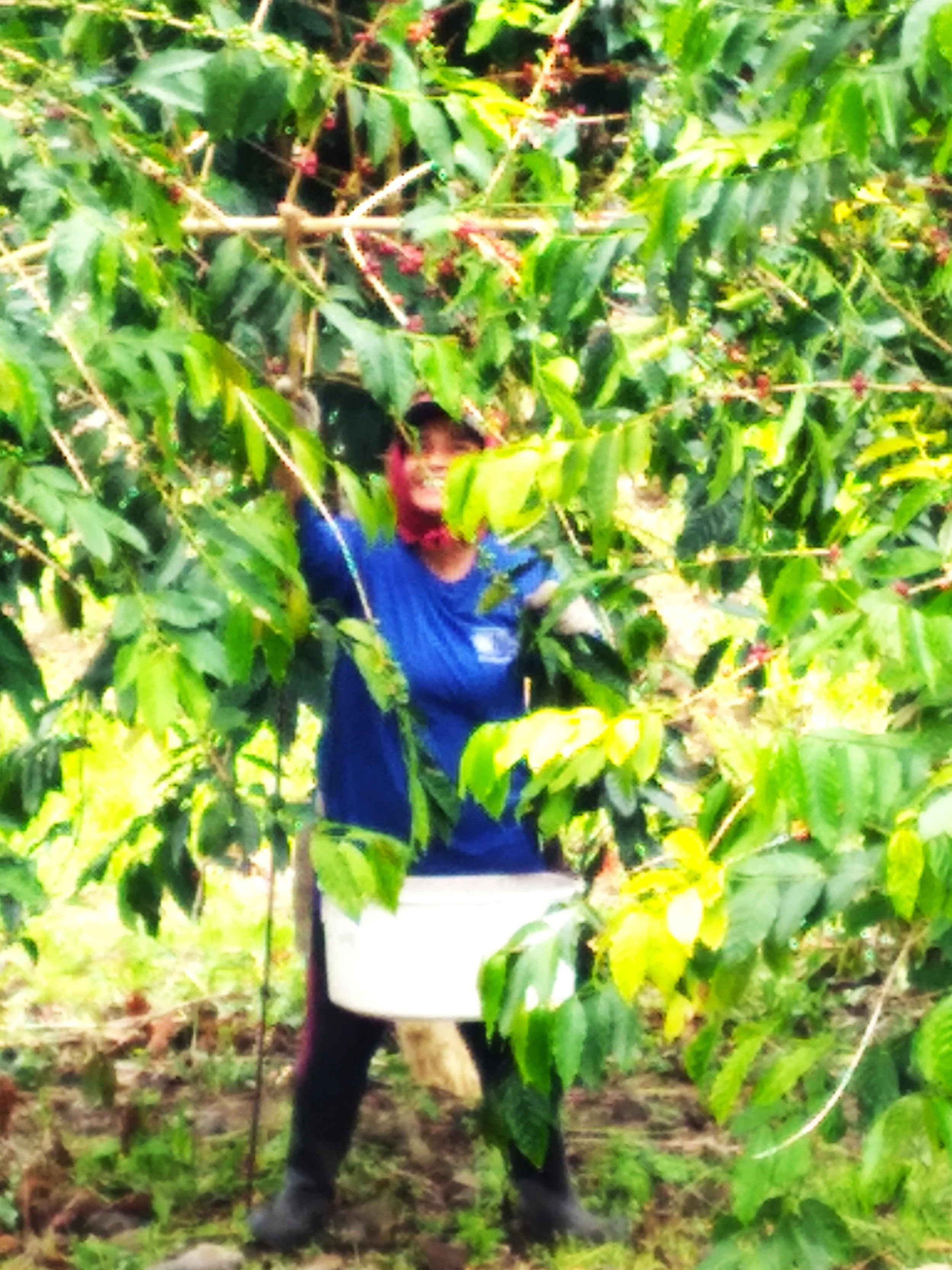 picking-1.jpg